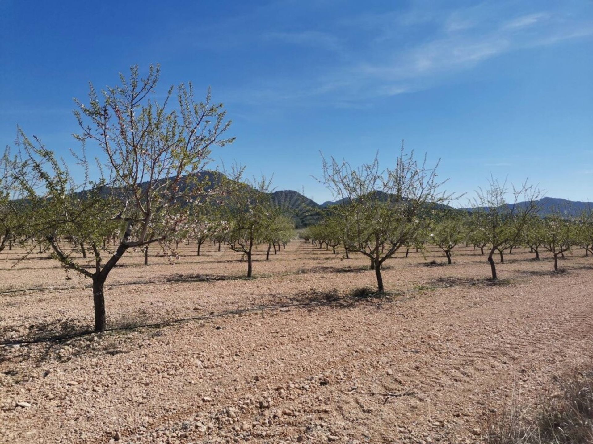 жилой дом в Yecla, Región de Murcia 11516878