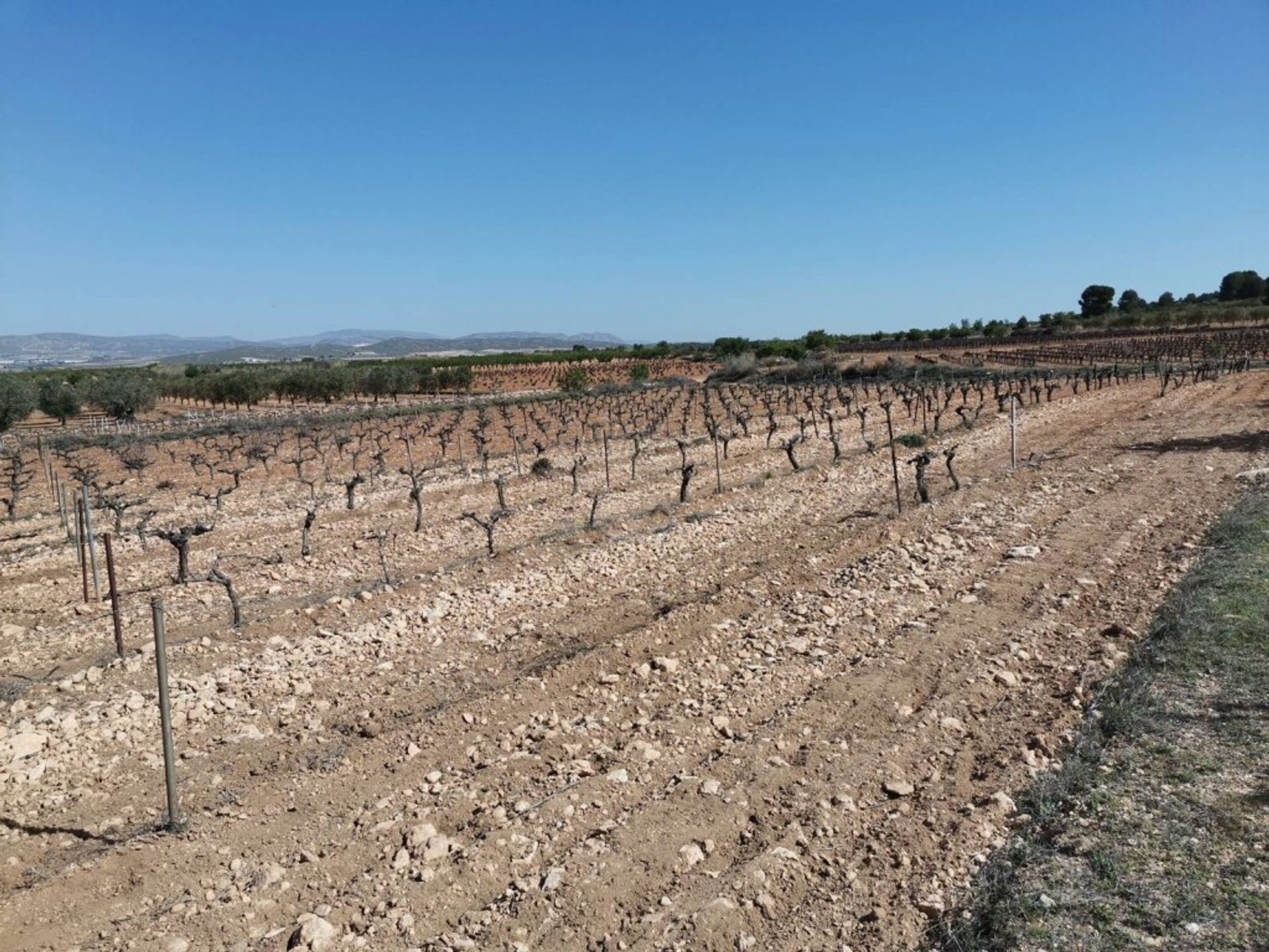 rumah dalam Yecla, Región de Murcia 11516879