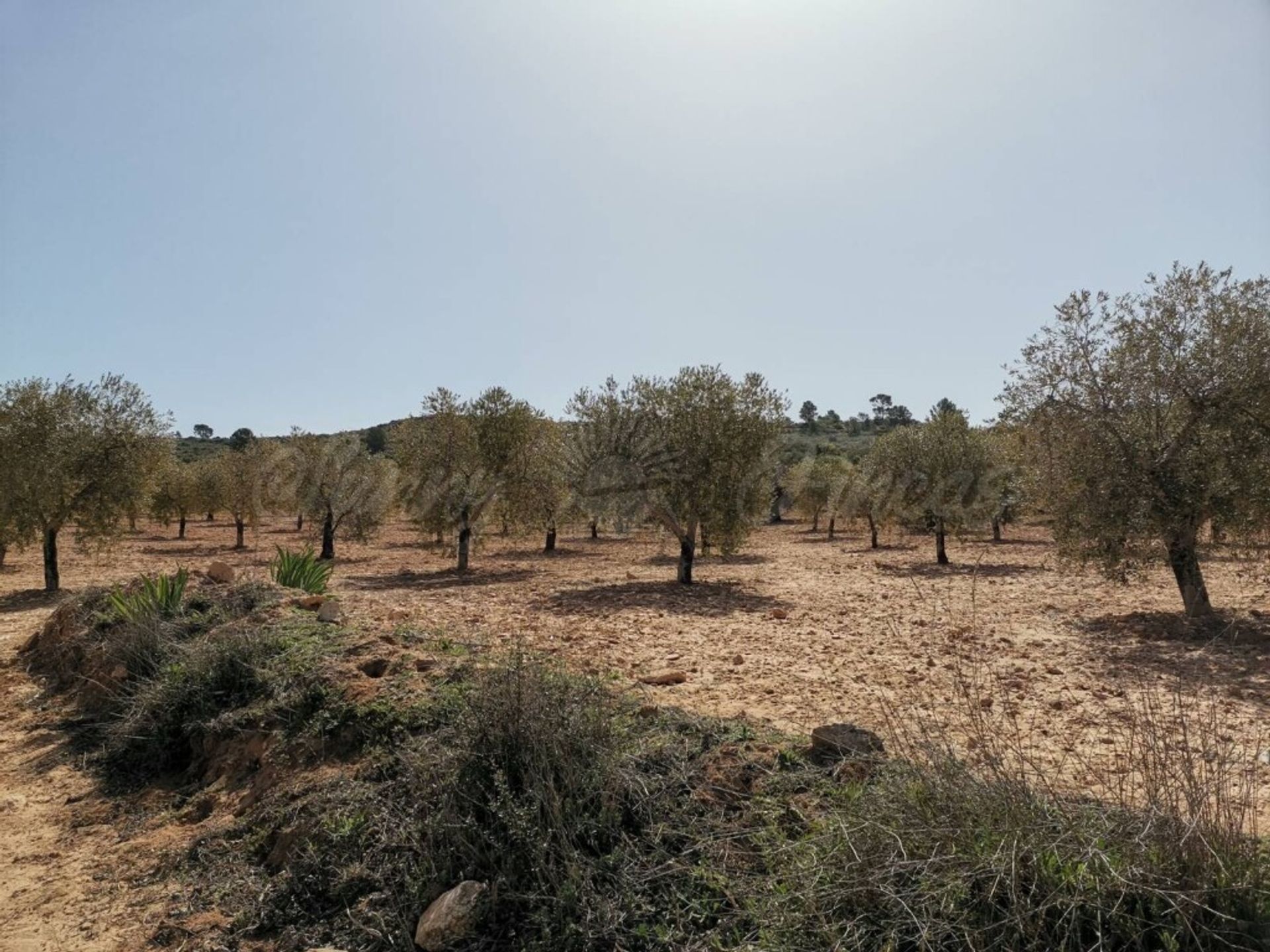 rumah dalam Yecla, Región de Murcia 11516879