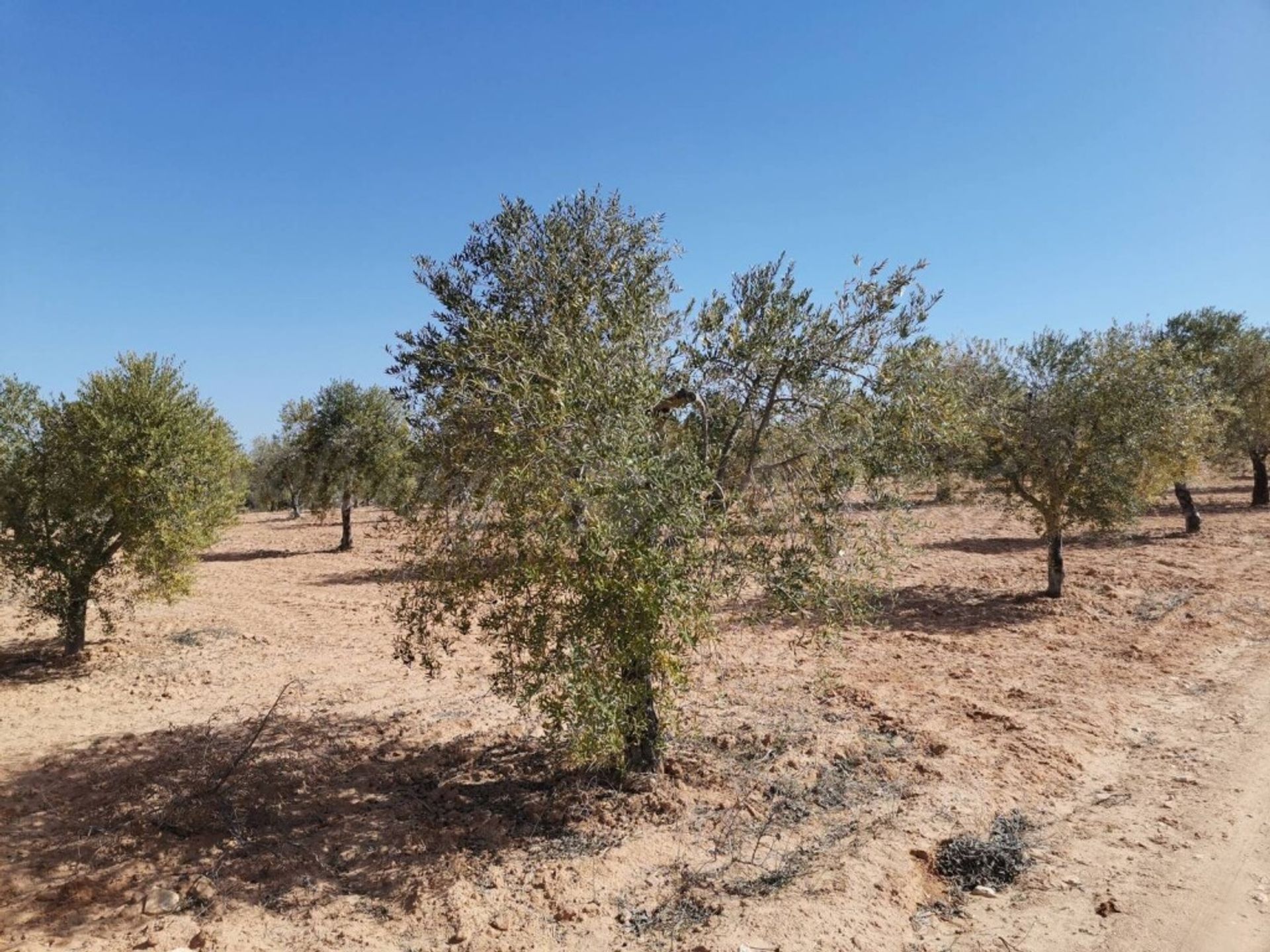 rumah dalam Yecla, Región de Murcia 11516879