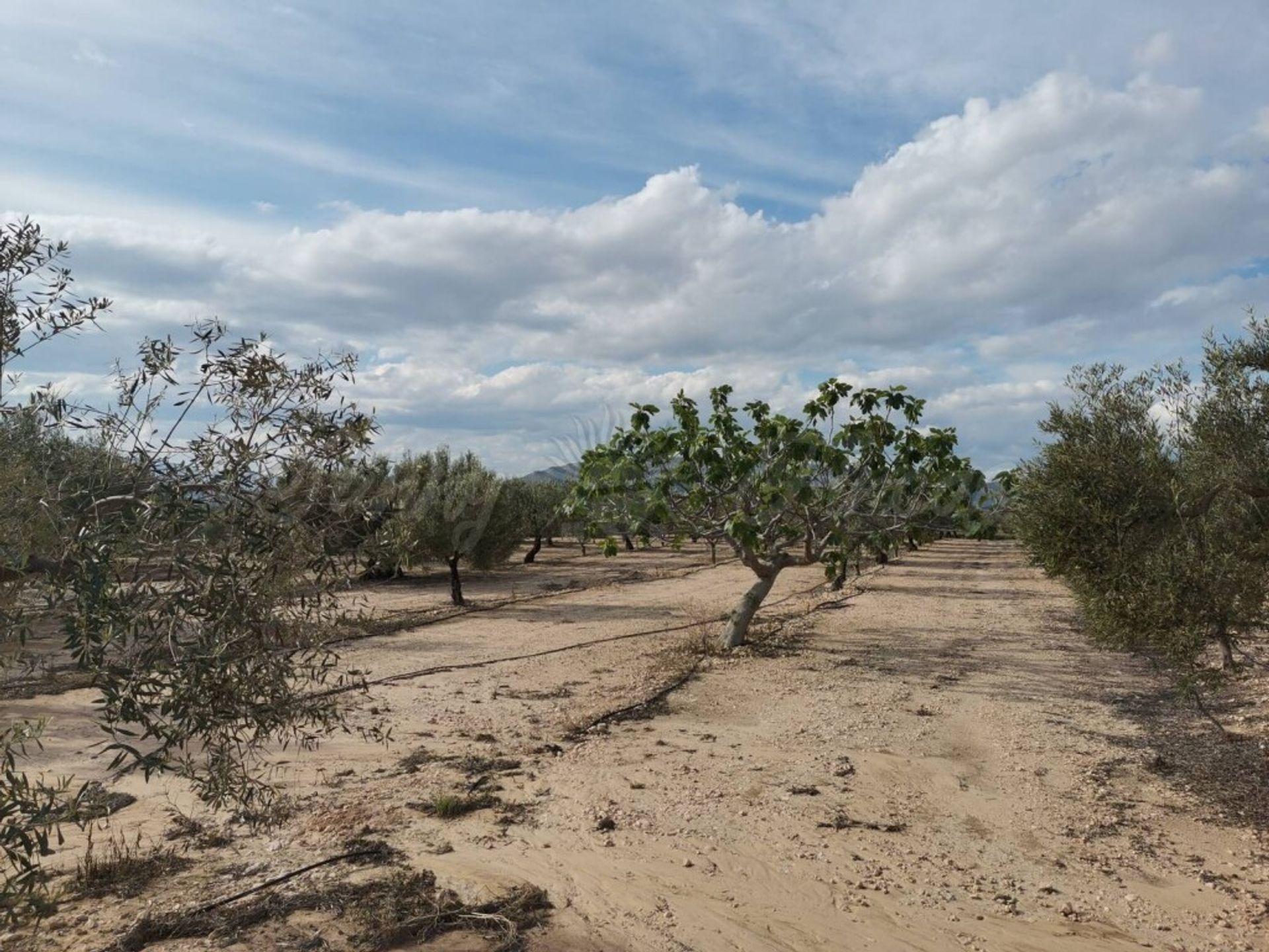 rumah dalam Villena, Comunidad Valenciana 11516880