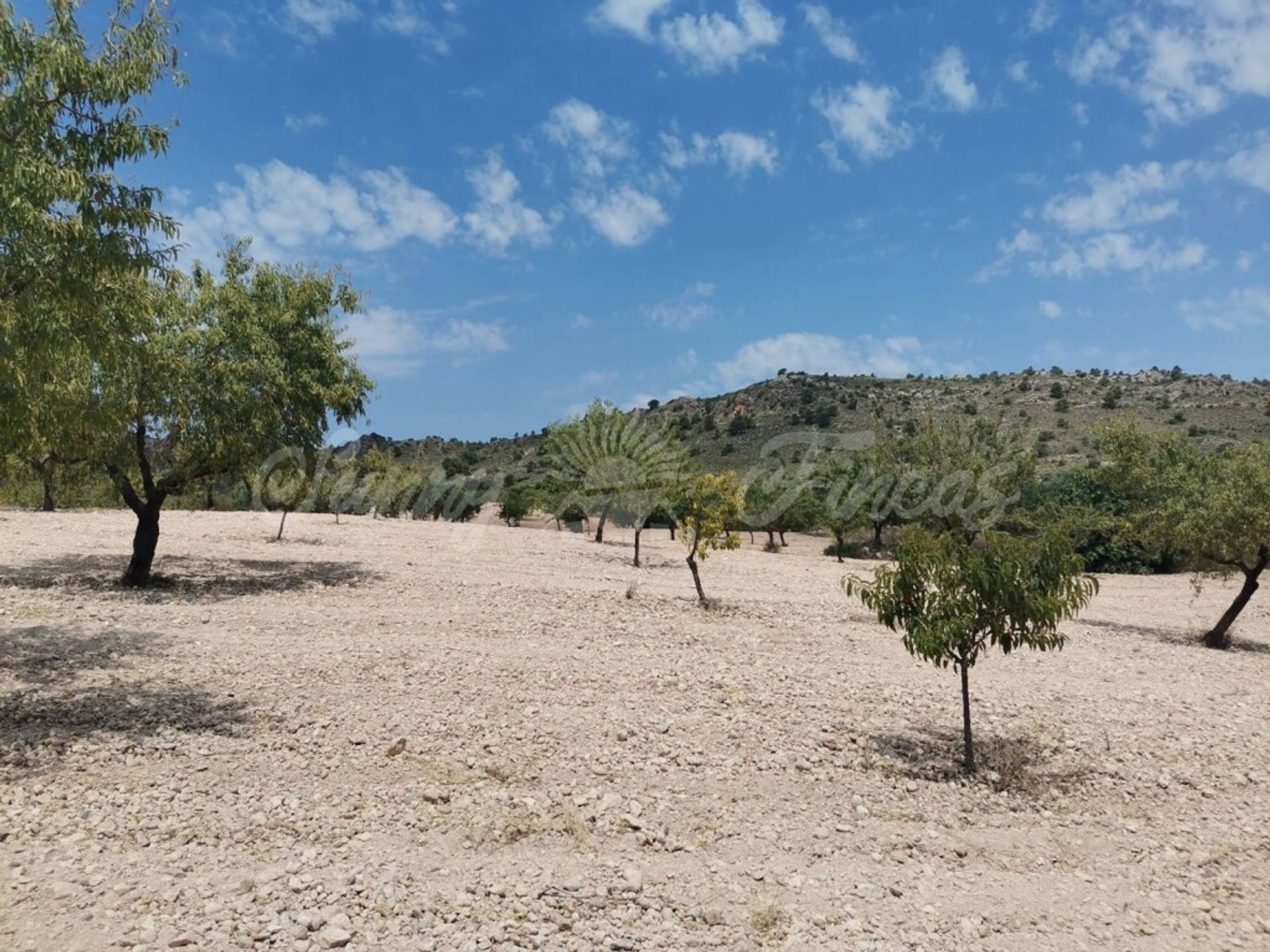 Hus i Yecla, Región de Murcia 11516896