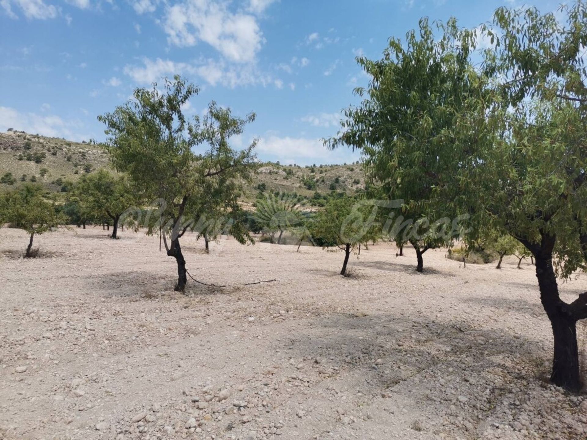 Hus i Yecla, Región de Murcia 11516896