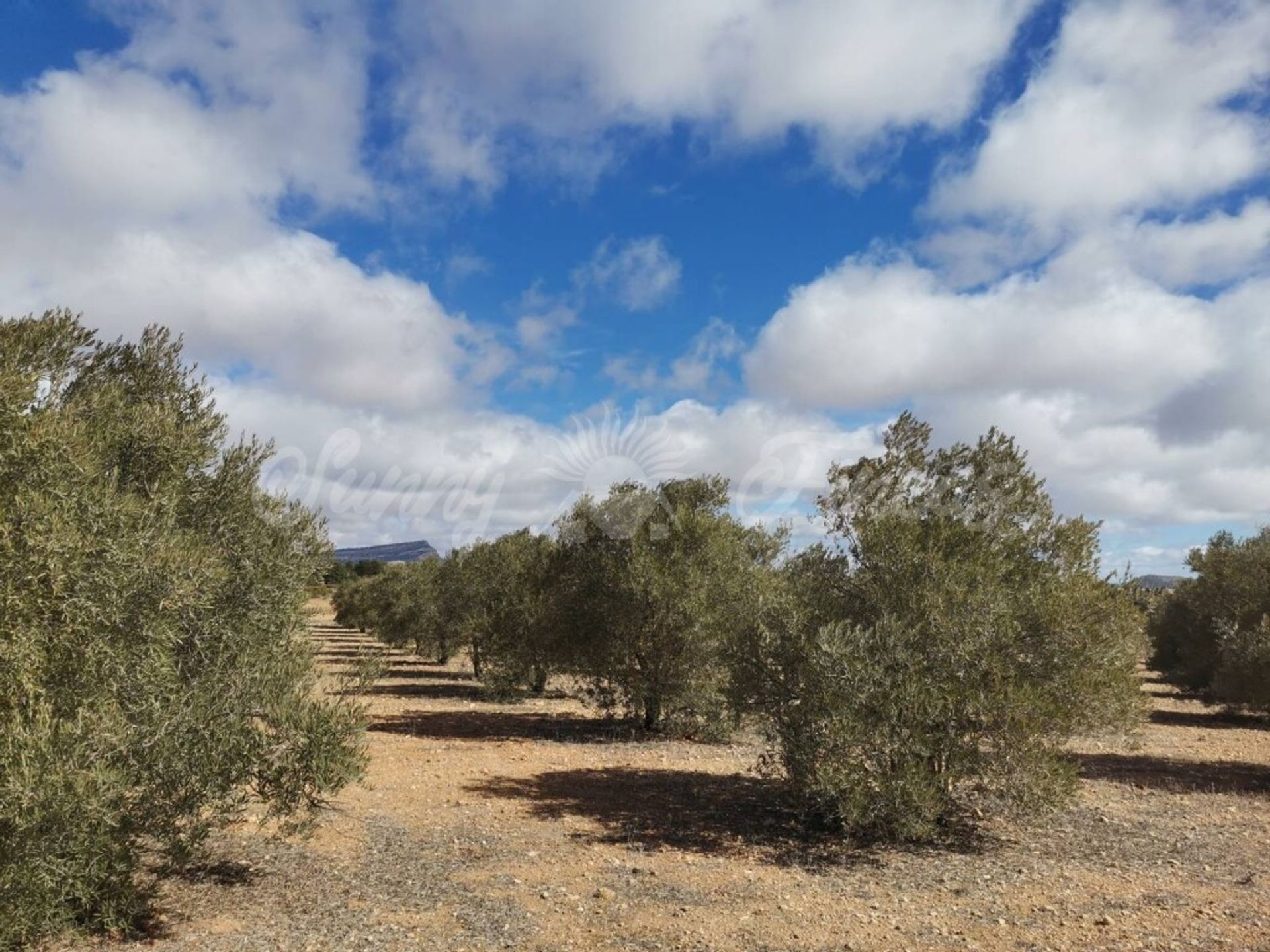 Hus i Yecla, Región de Murcia 11516915