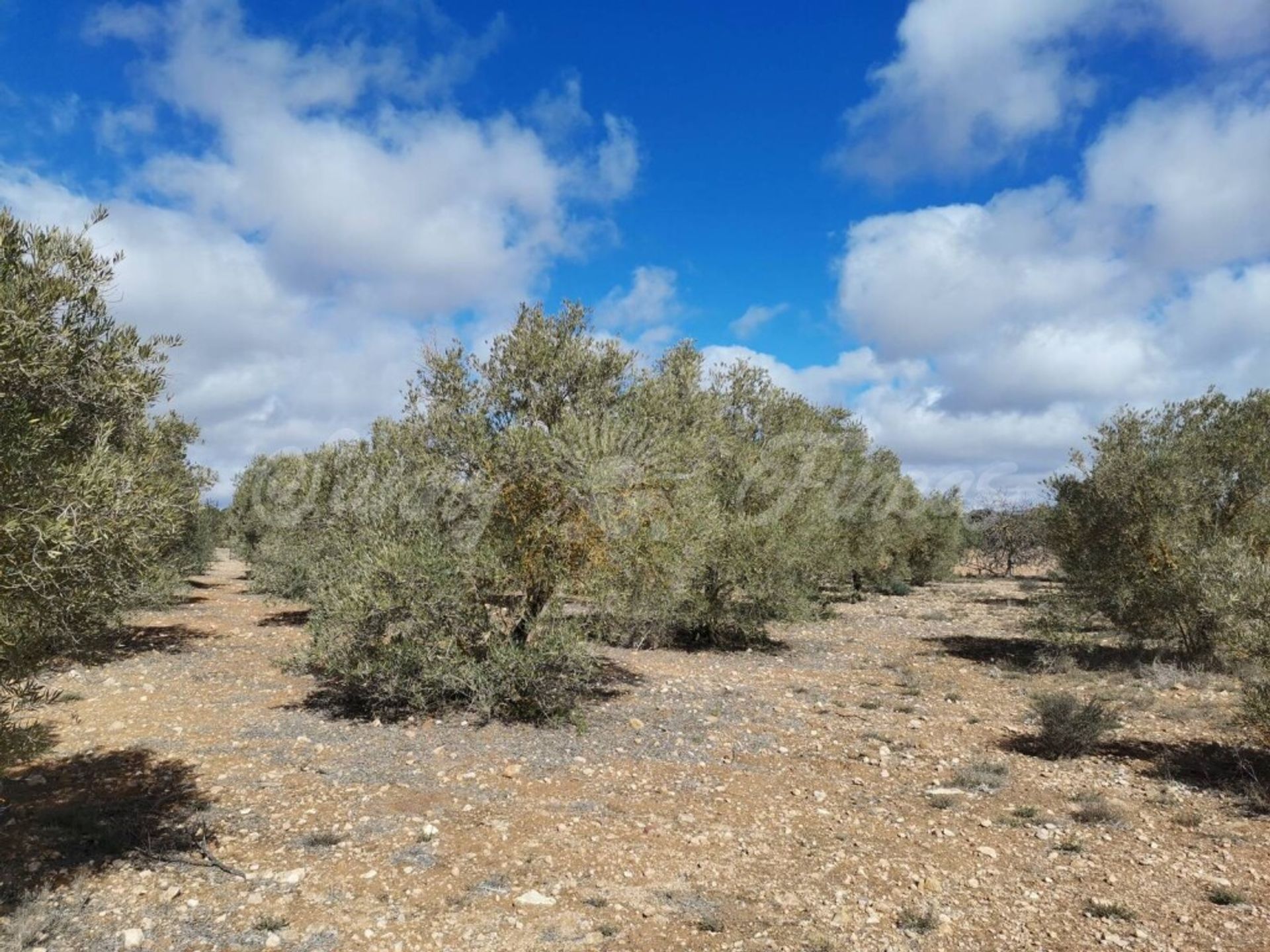 房子 在 Yecla, Región de Murcia 11516915