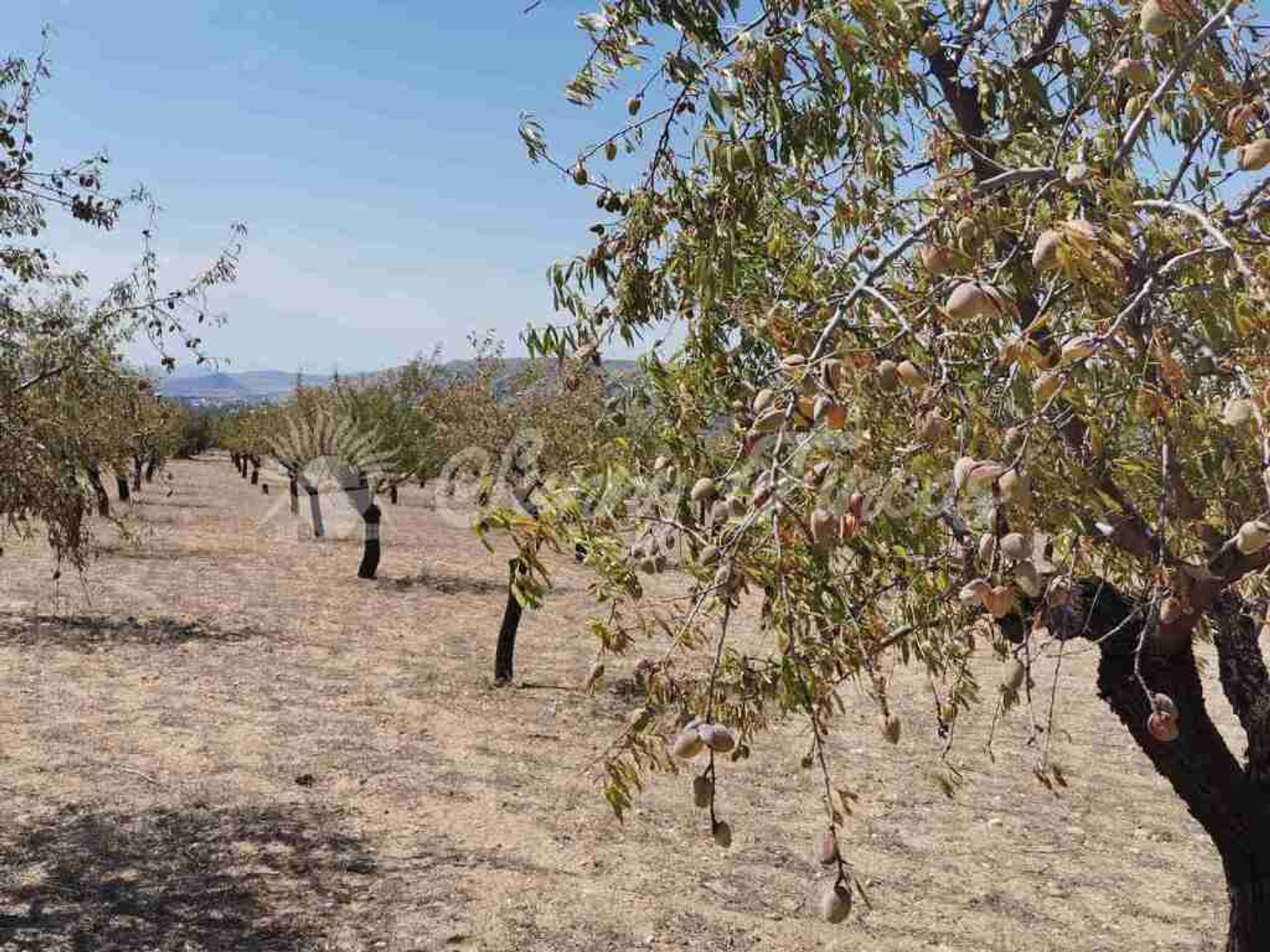 Terra no Biar, Comunidad Valenciana 11516939