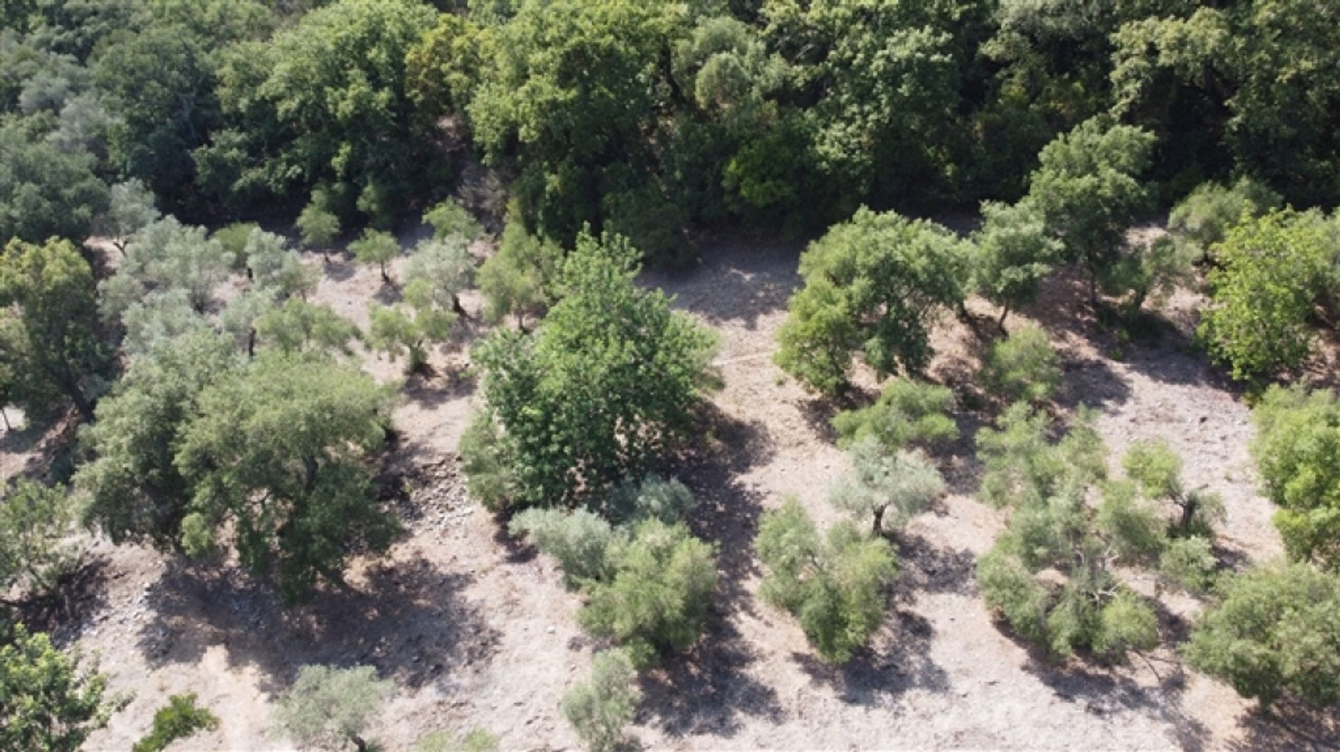 Land in Benarrabá, Andalucía 11517060