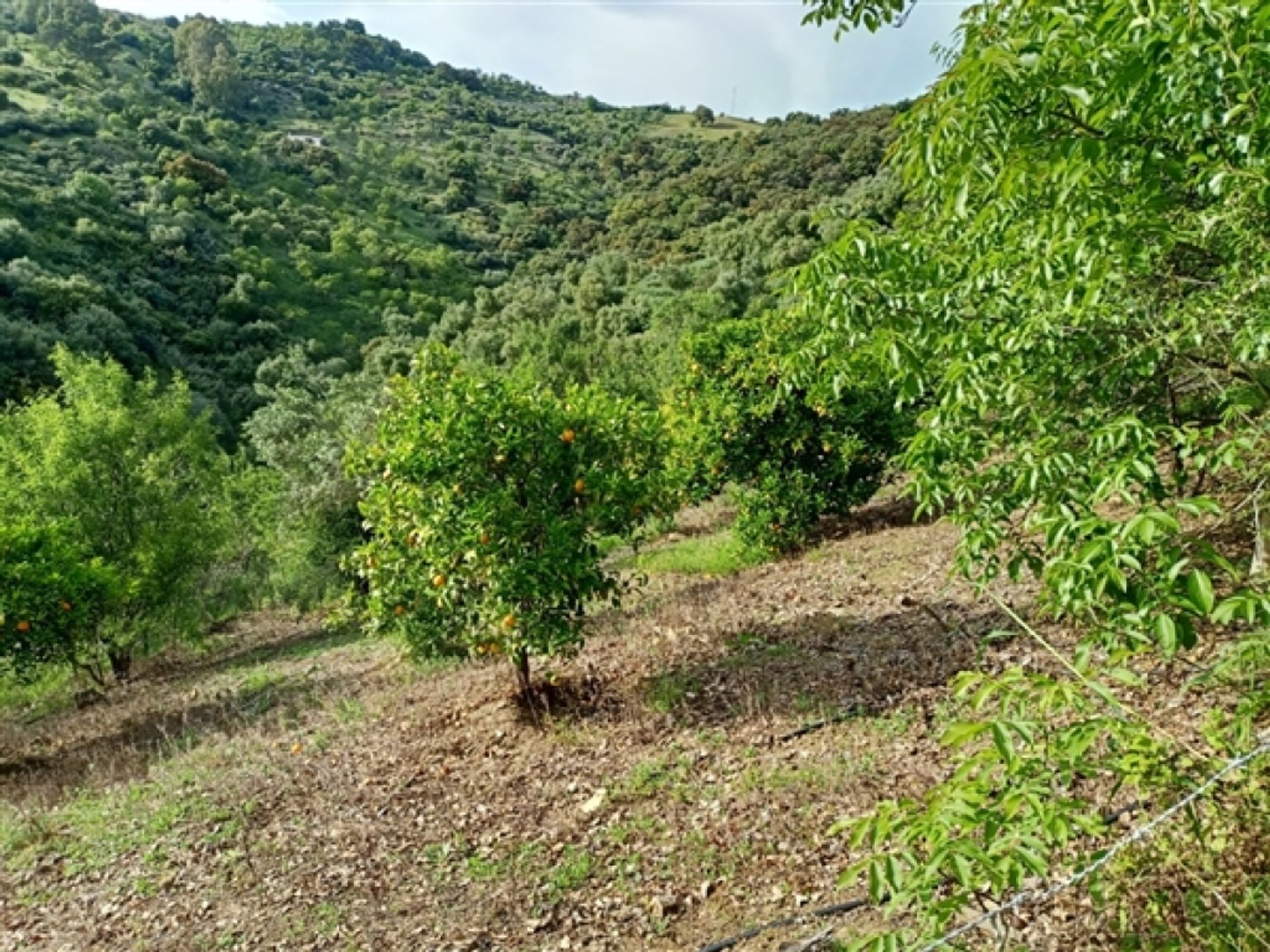 ארץ ב Benadalid, Andalucía 11517073