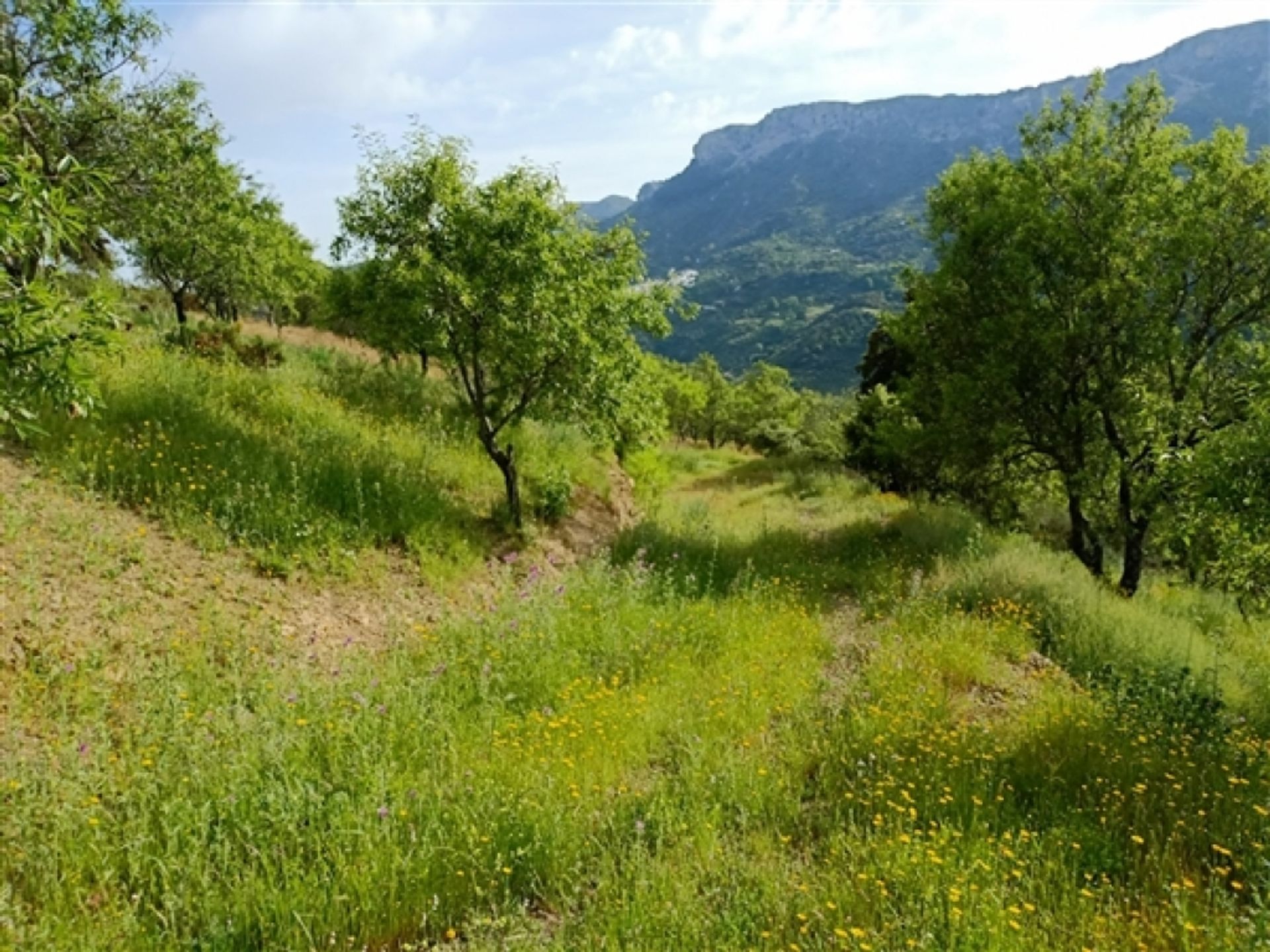 Terre dans Benalaurie, Andalousie 11517073