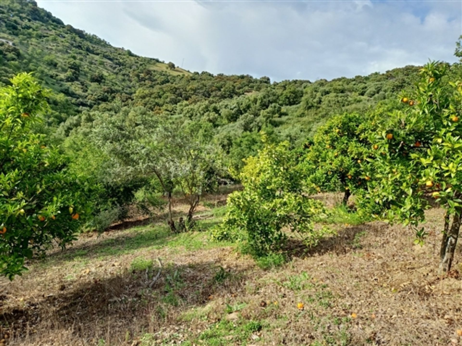 ארץ ב Benadalid, Andalucía 11517073