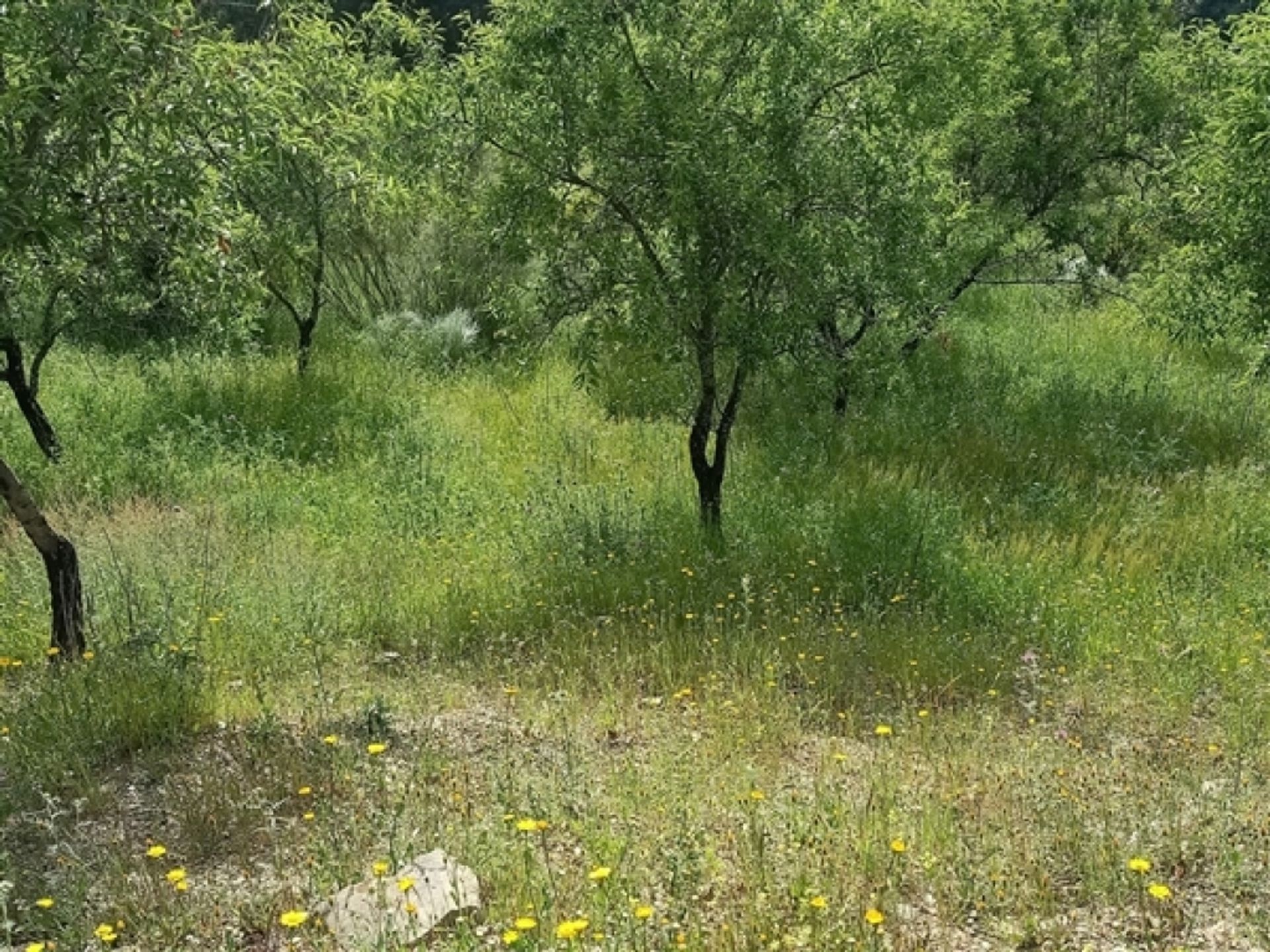 Terre dans Benalaurie, Andalousie 11517073