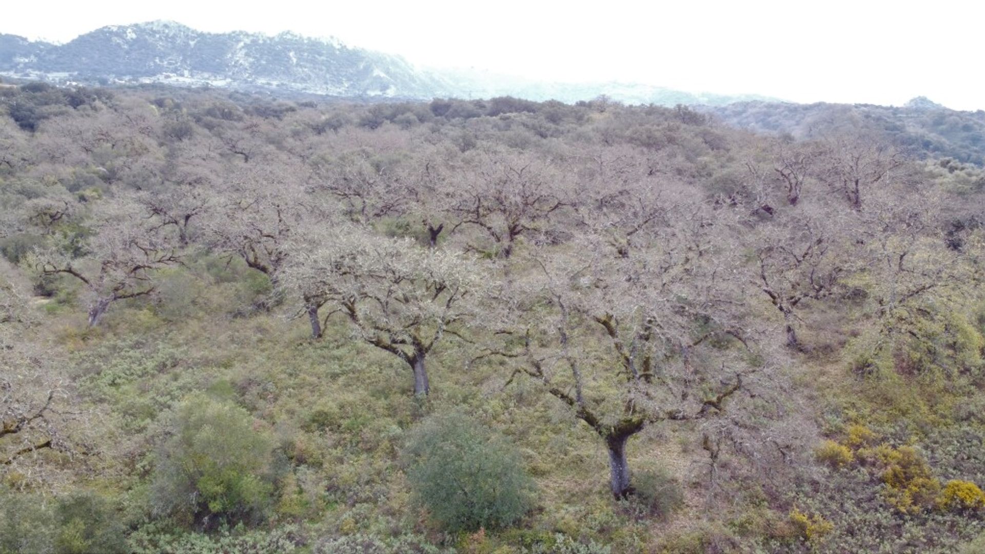 loger dans Cañada del Real Tesoro, Andalucía 11517103