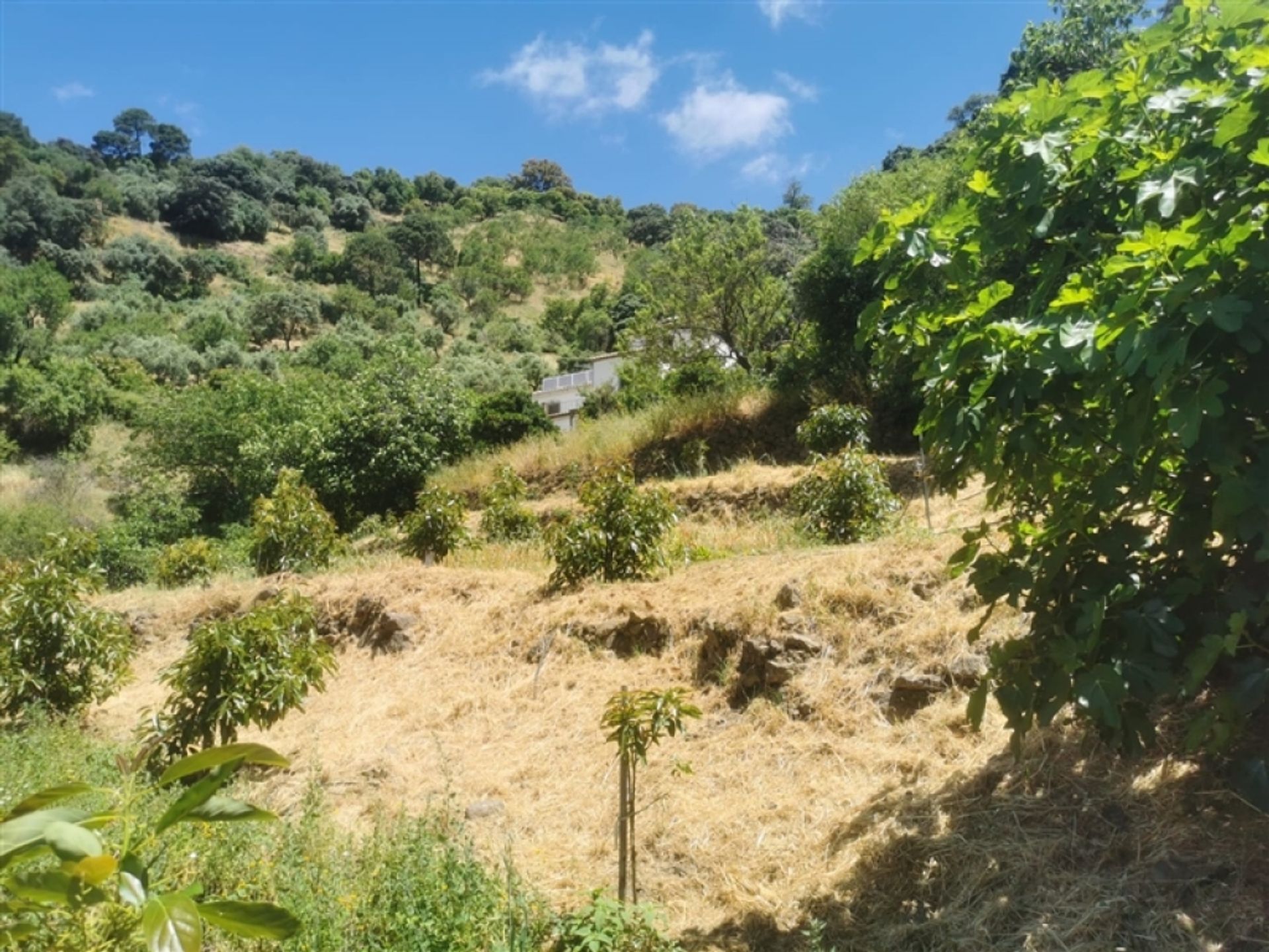 House in Jubrique, Andalucía 11517114