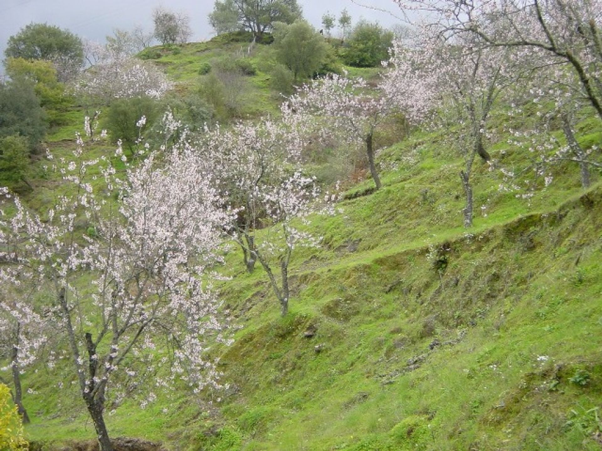 casa en Atajate, Andalucía 11517115