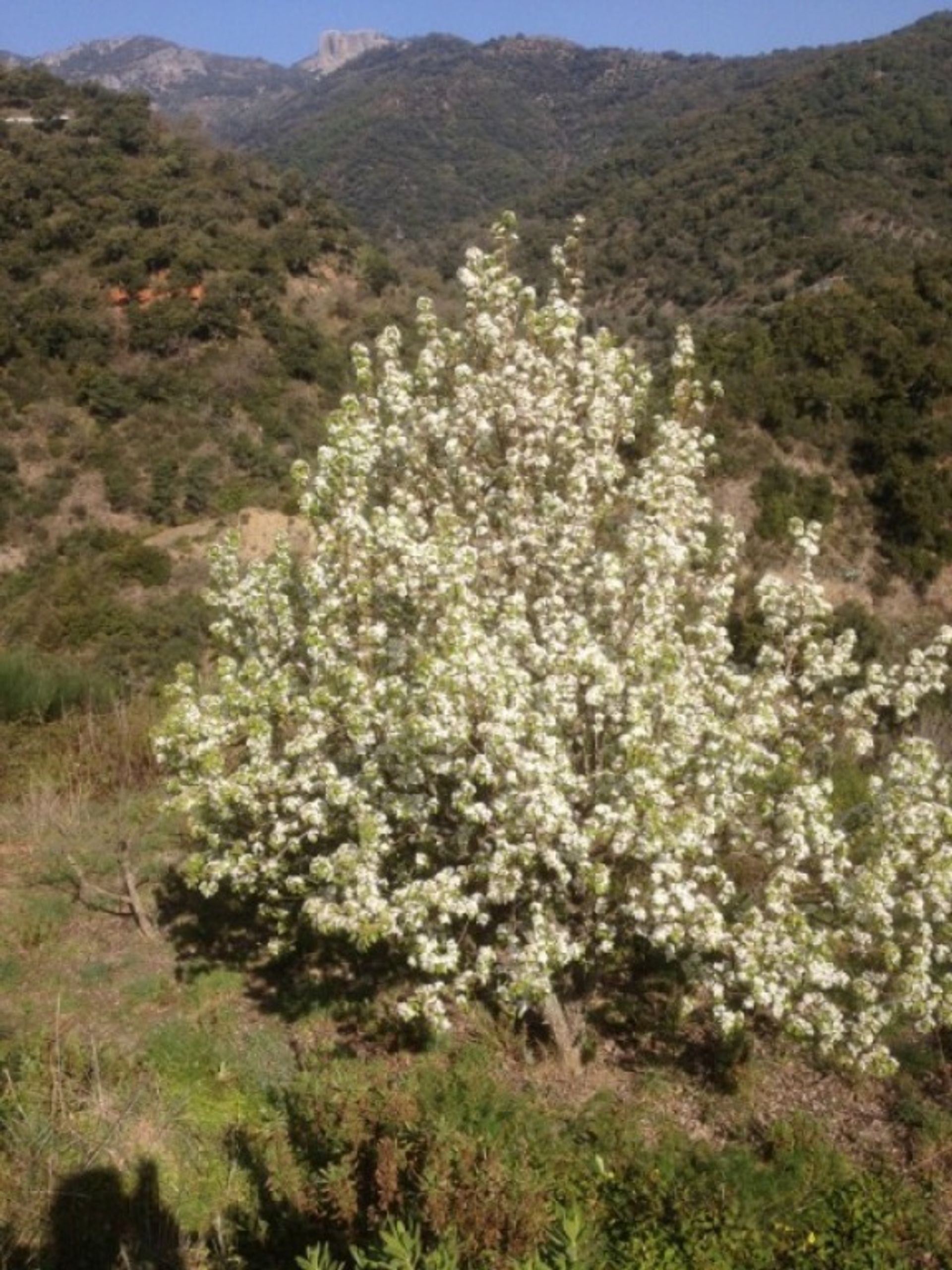 casa en Atajate, Andalucía 11517115