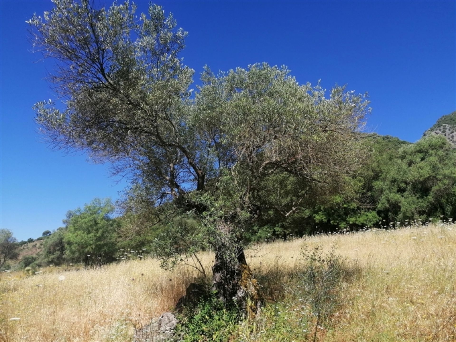 집 에 Jubrique, Andalucía 11517117