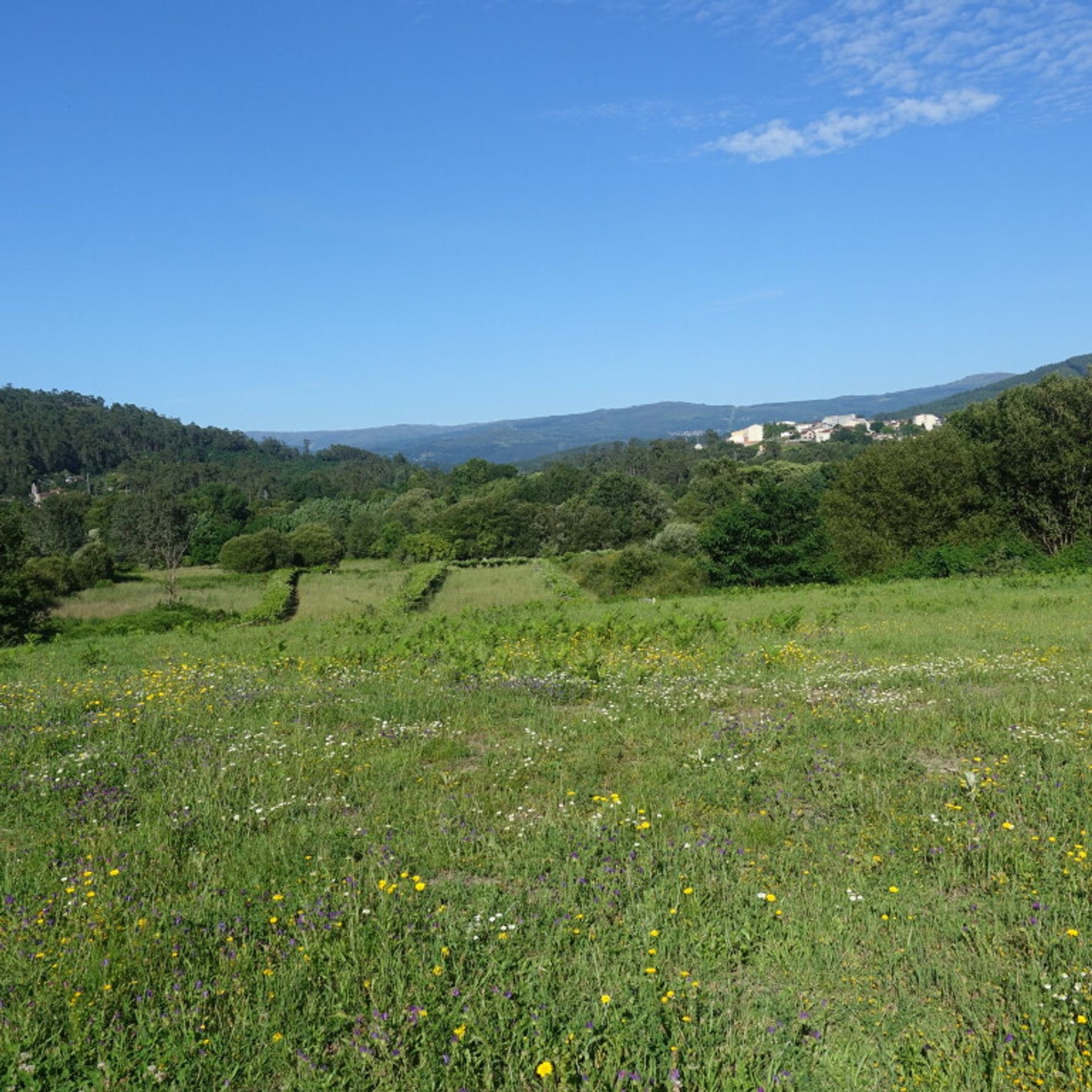 Land i Pé do Muíno, Galicia 11517291