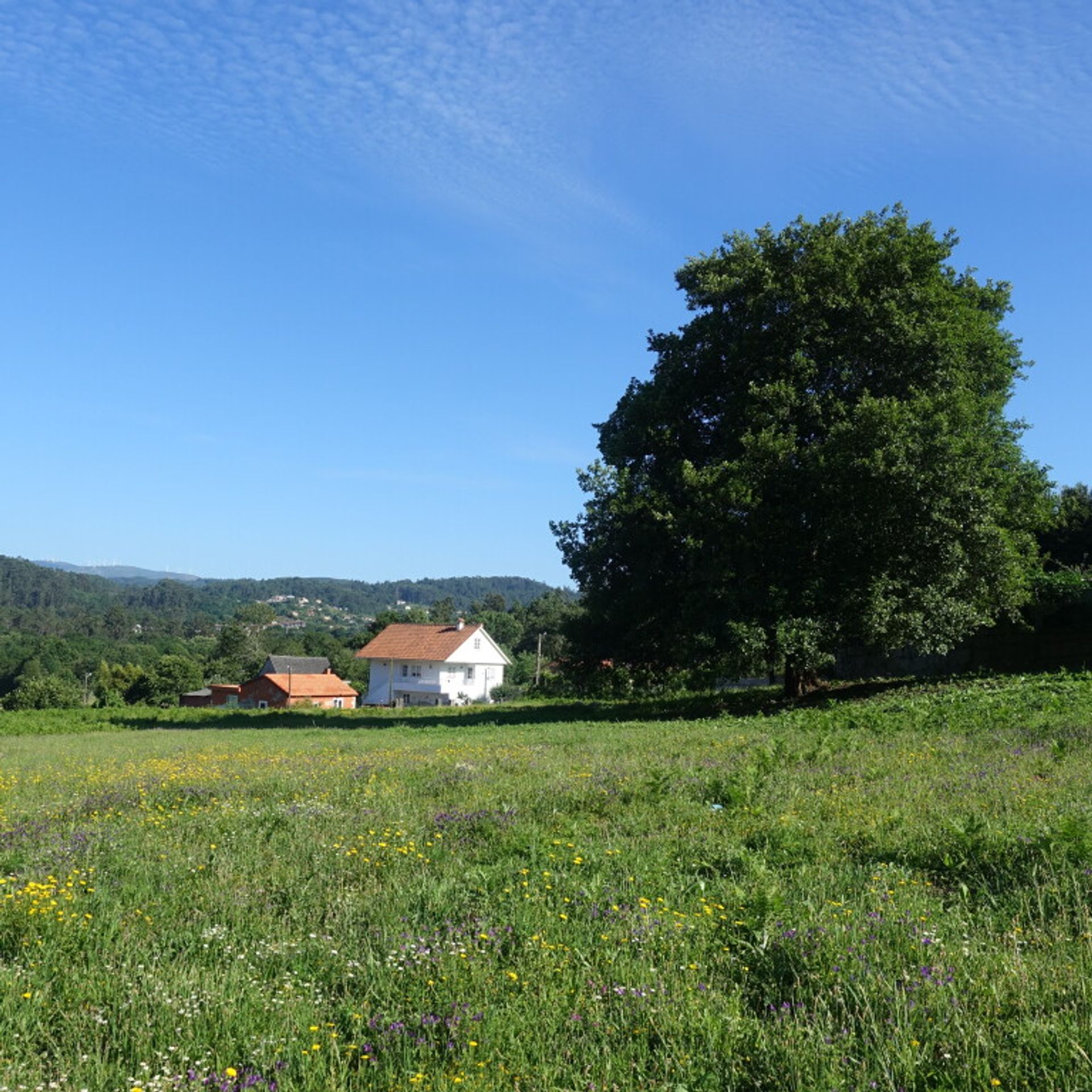 Land i Pé do Muíno, Galicia 11517291