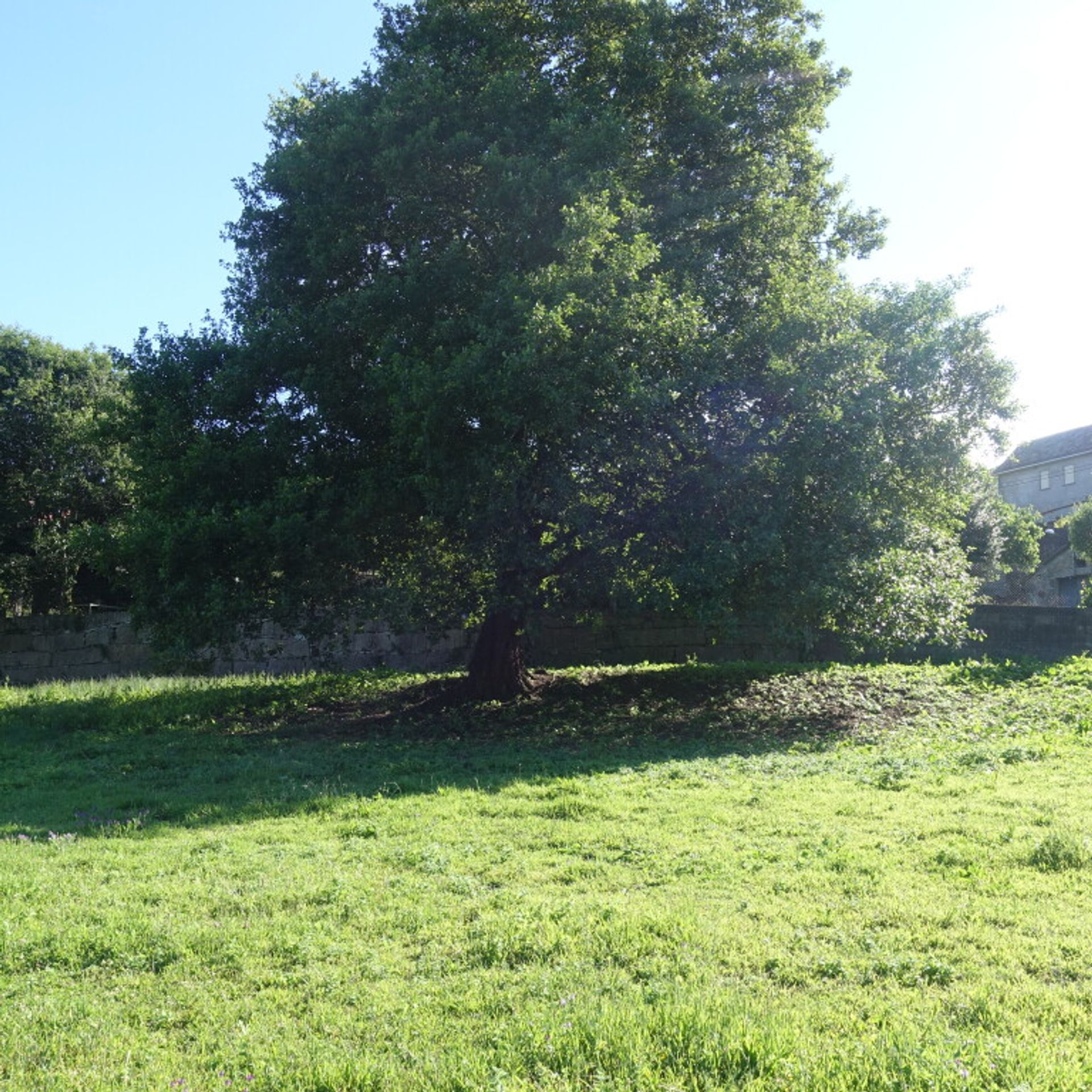 Land i Pé do Muíno, Galicia 11517291