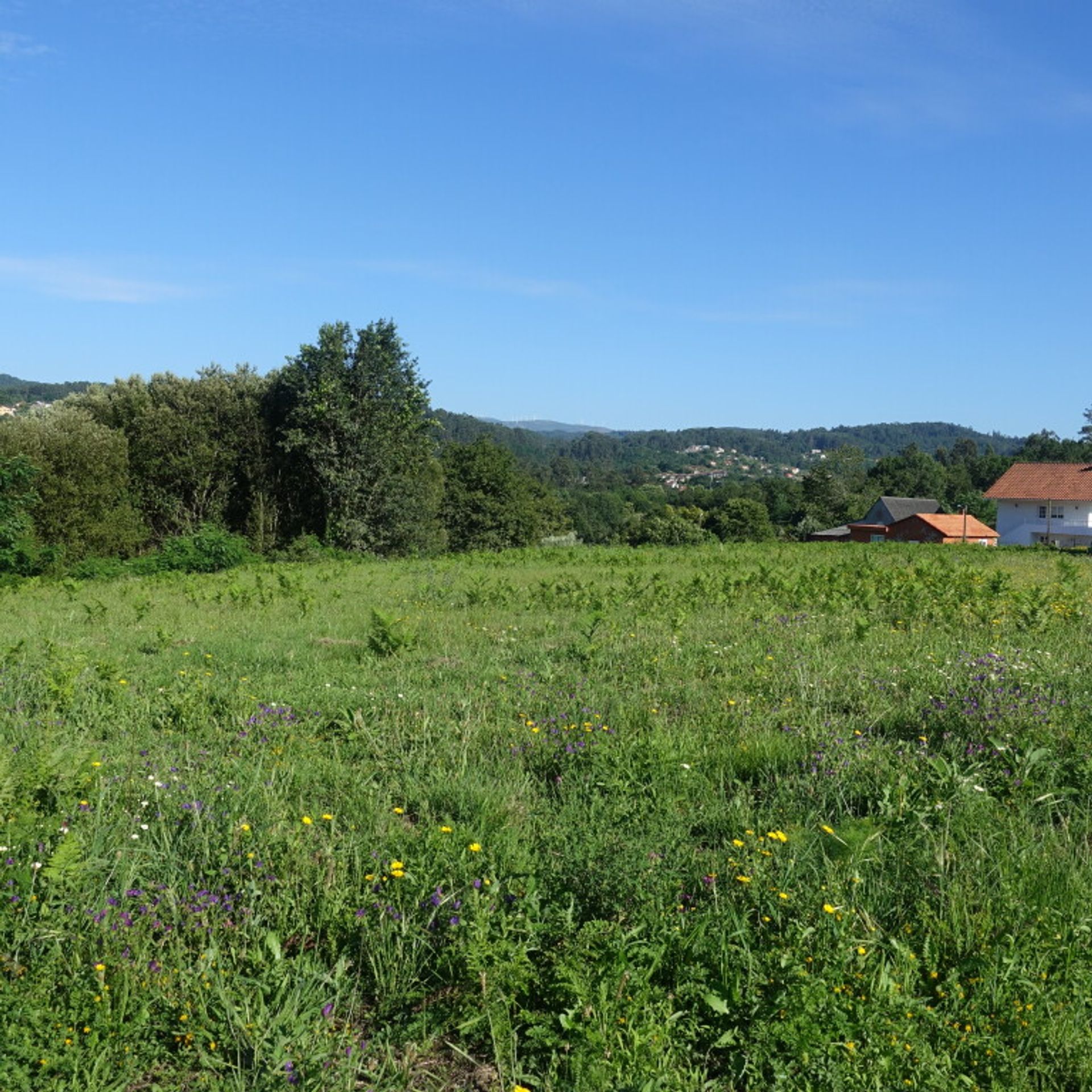 Land i Pé do Muíno, Galicia 11517291