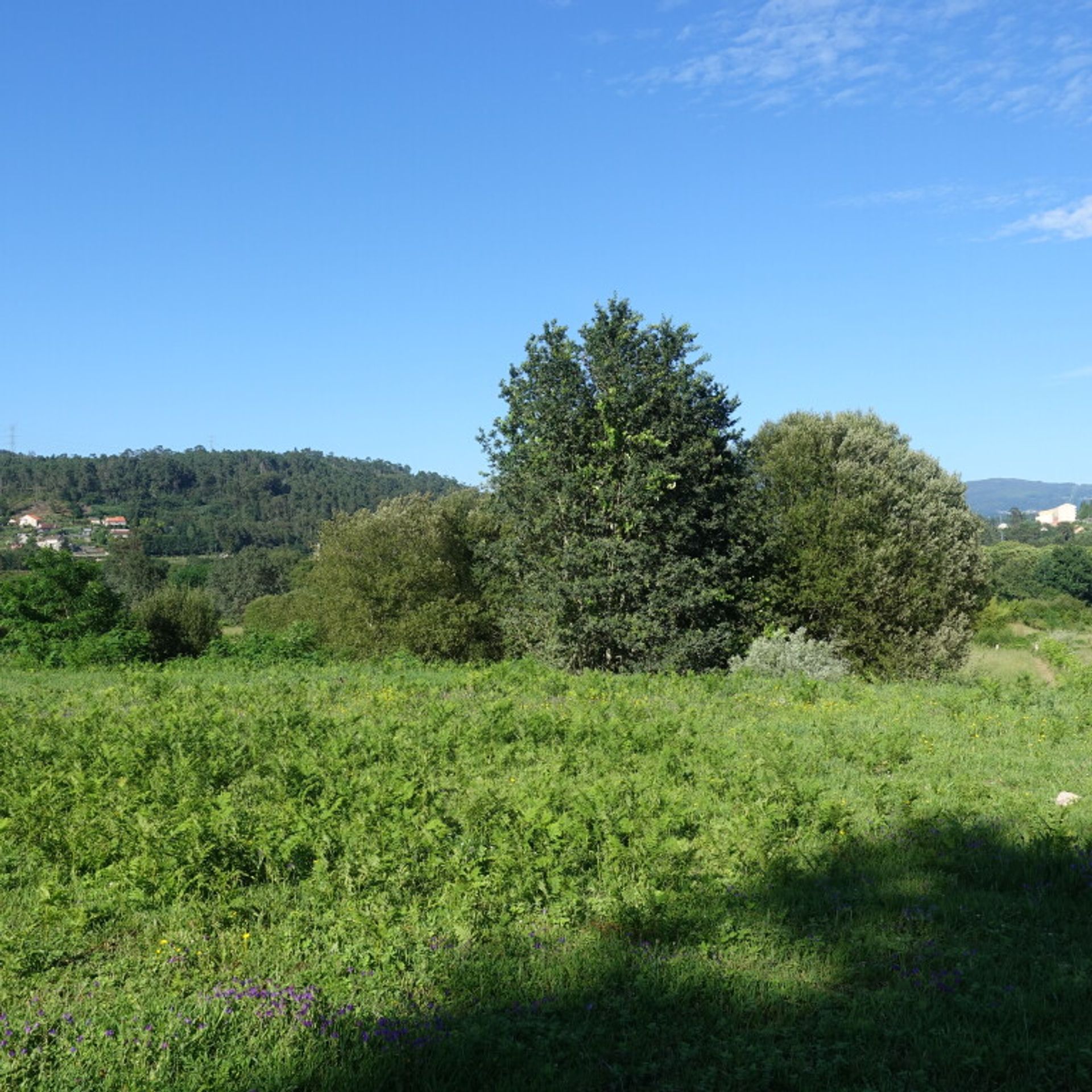 Land i Pé do Muíno, Galicia 11517291