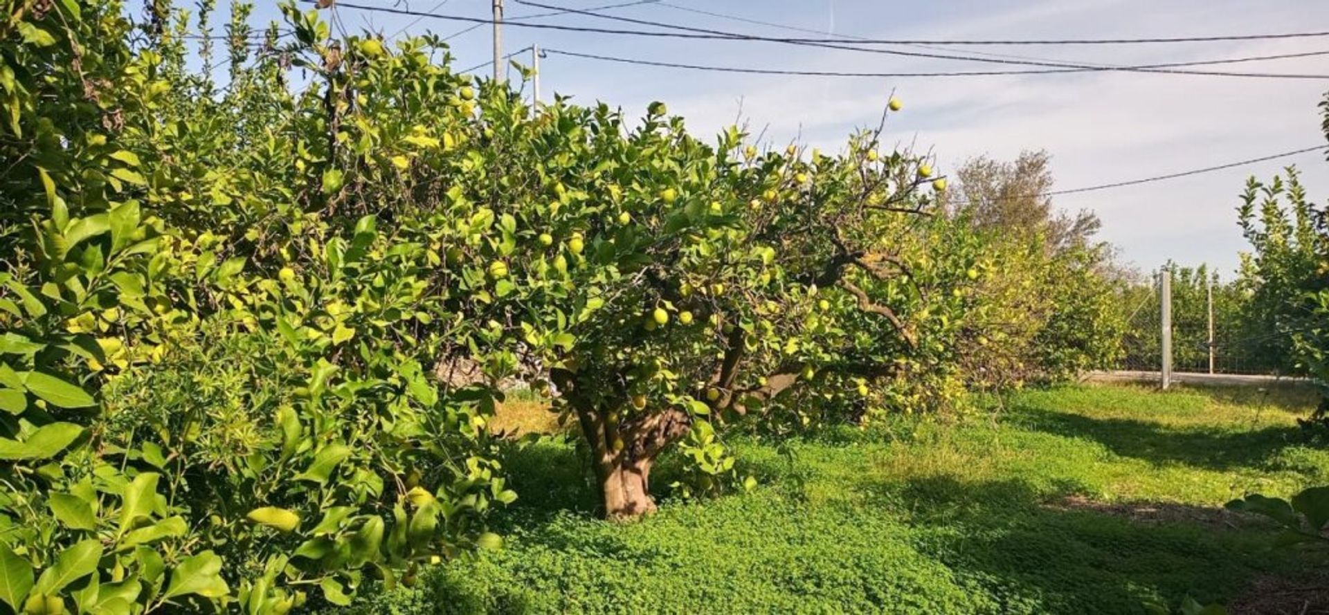 Земля в Murcia, Región de Murcia 11518429