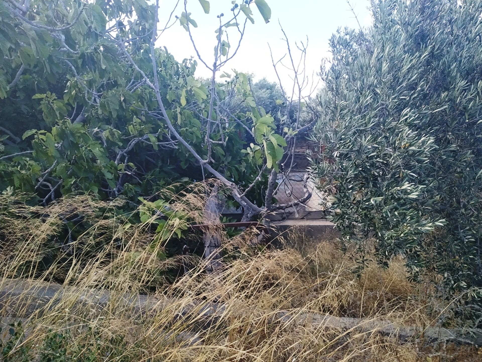 Tanah di Barrio del Carmen, Andalusia 11518620