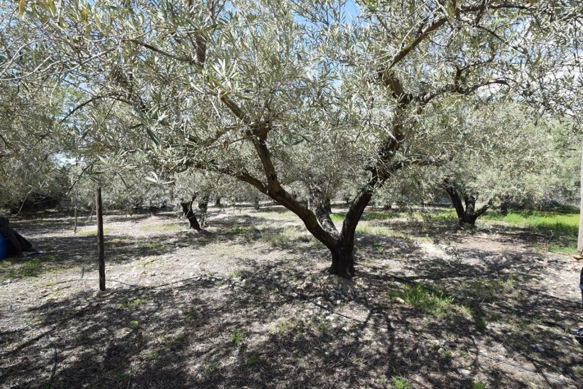 Γη σε Νταλιάς, Ανδαλουσία 11523444