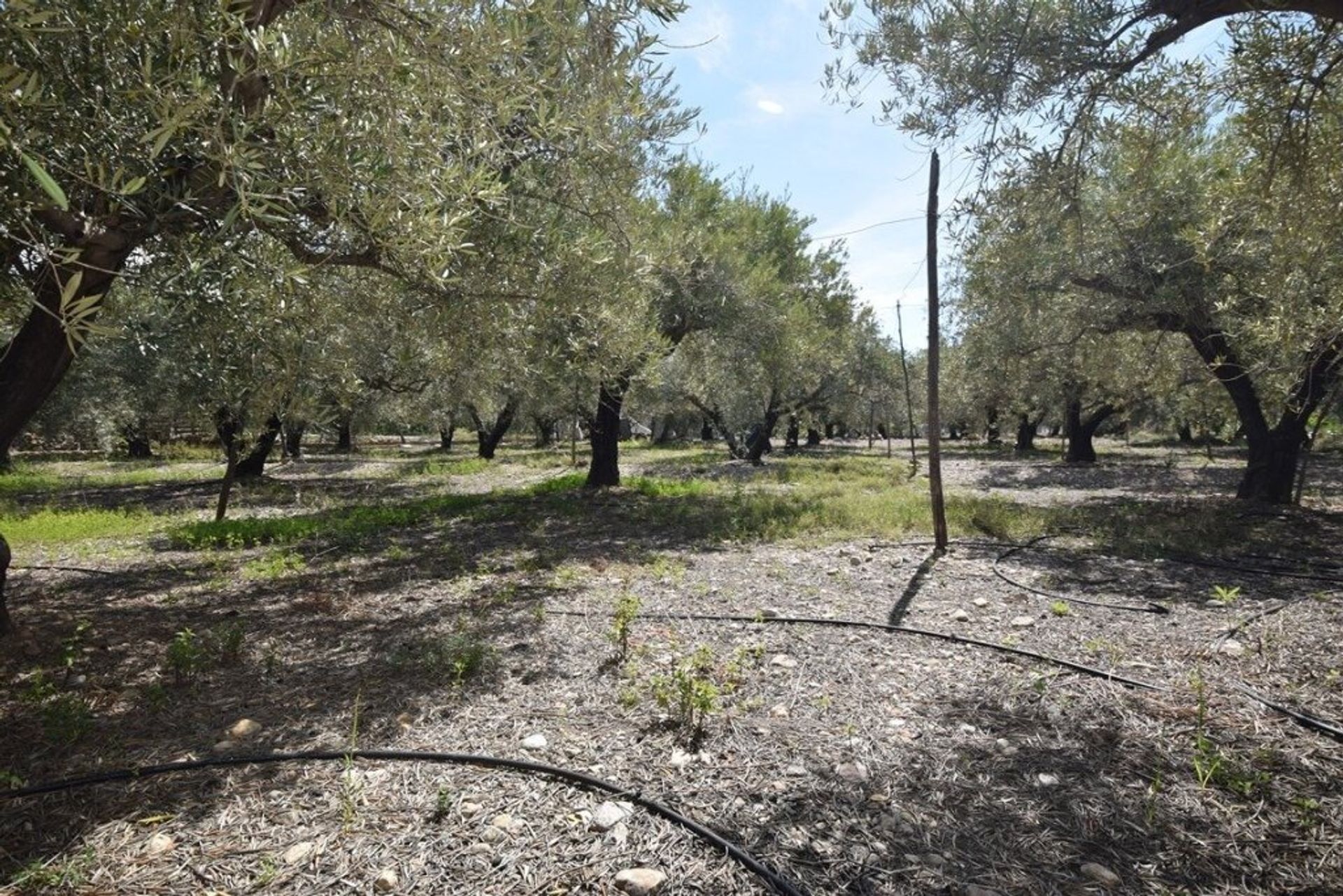 Γη σε Νταλιάς, Ανδαλουσία 11523444