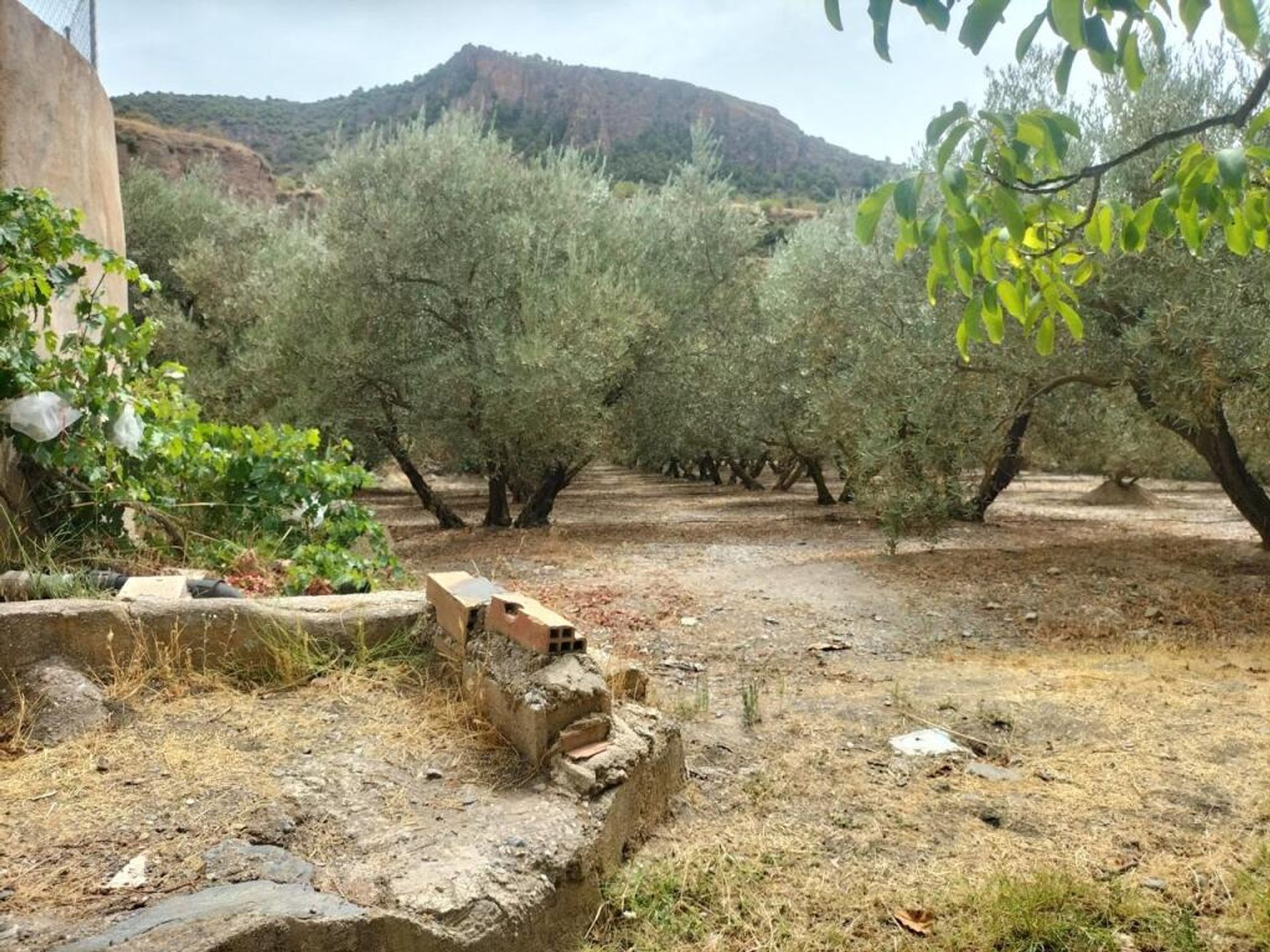 Terre dans Niguelas, Andalusia 11523598