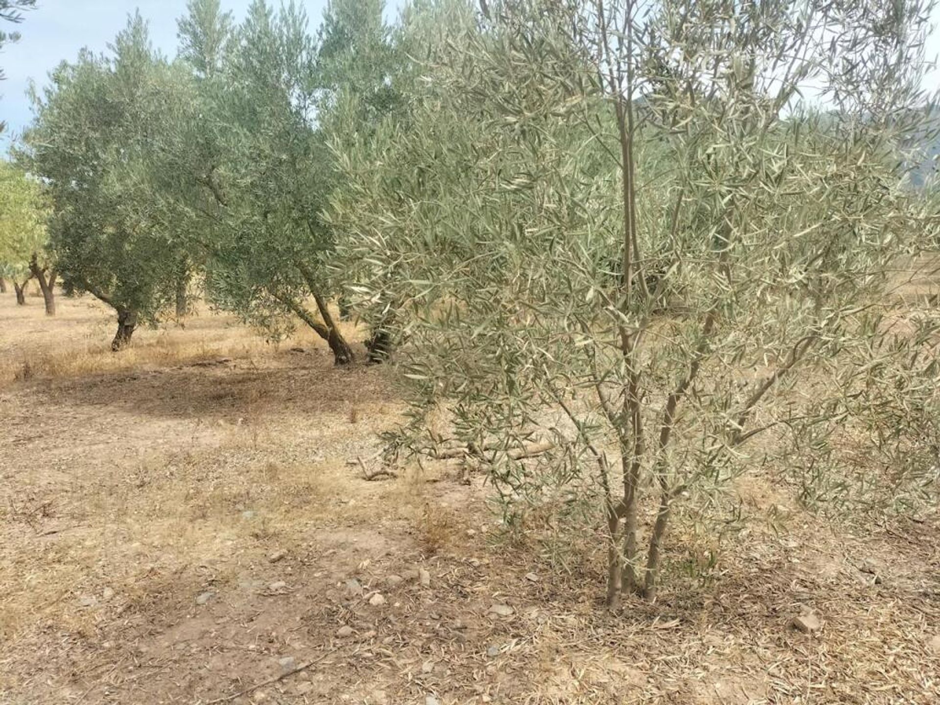 Maa sisään Durcal, Andalusia 11523599