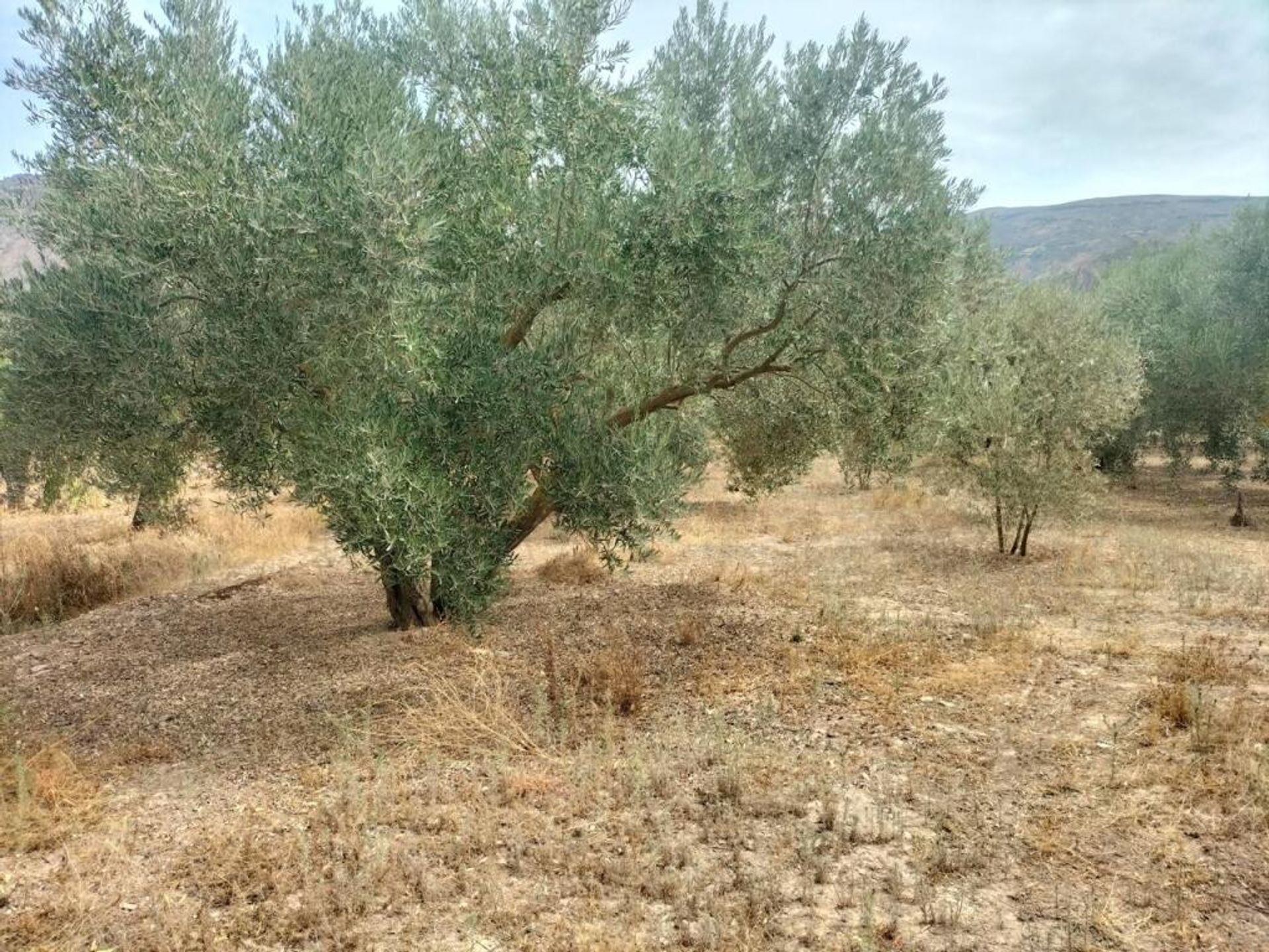 Maa sisään Durcal, Andalusia 11523599