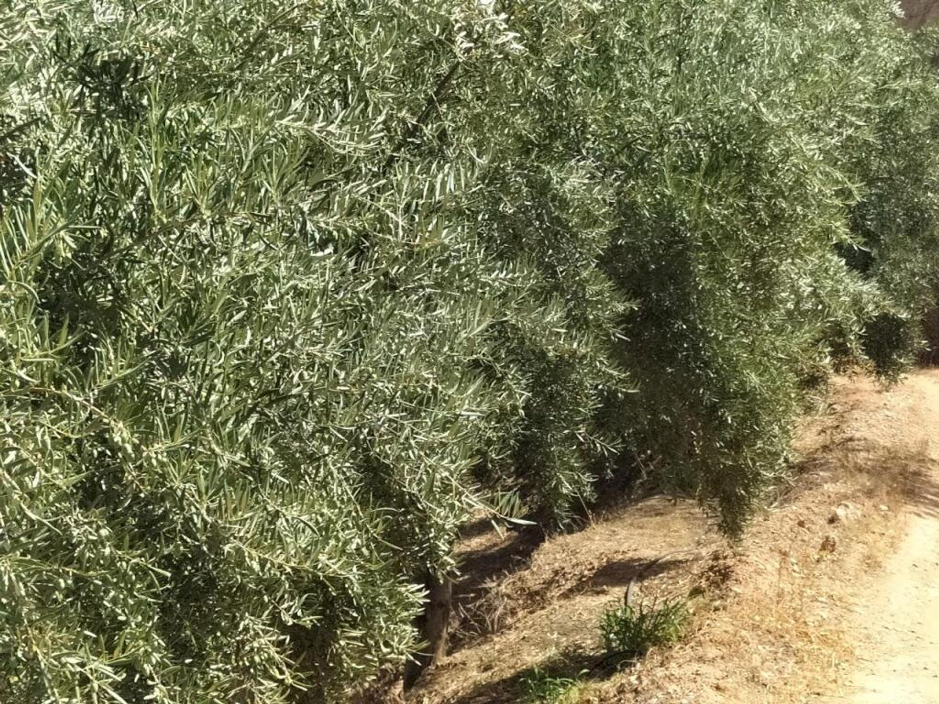 土地 在 Lecrín, Andalucía 11523604