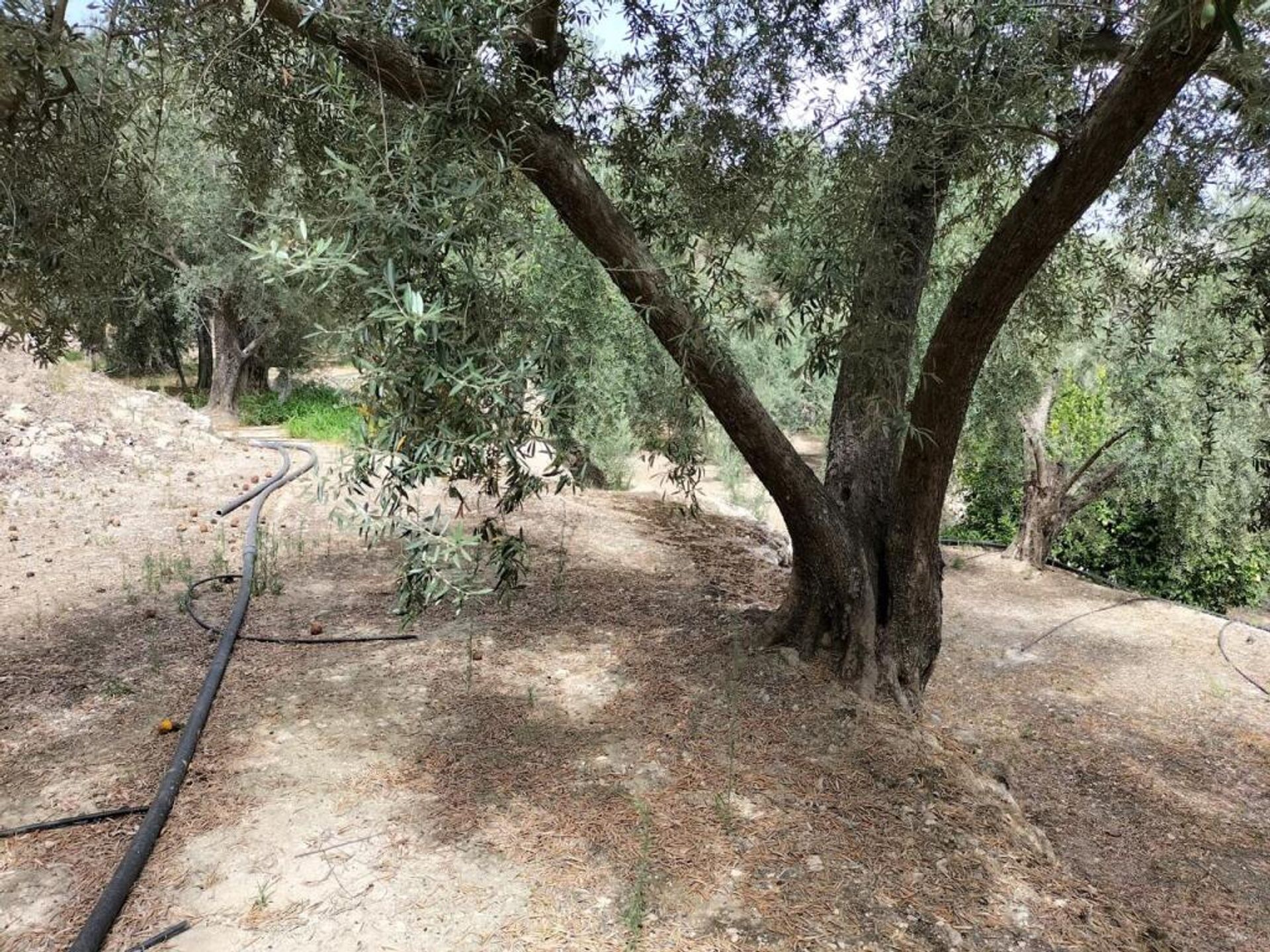 Terre dans Lecrín, Andalucía 11523604