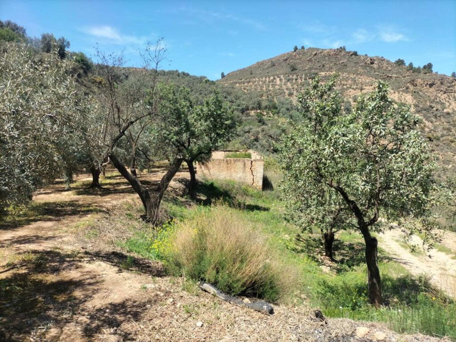 Terre dans Lecrín, Andalucía 11523604