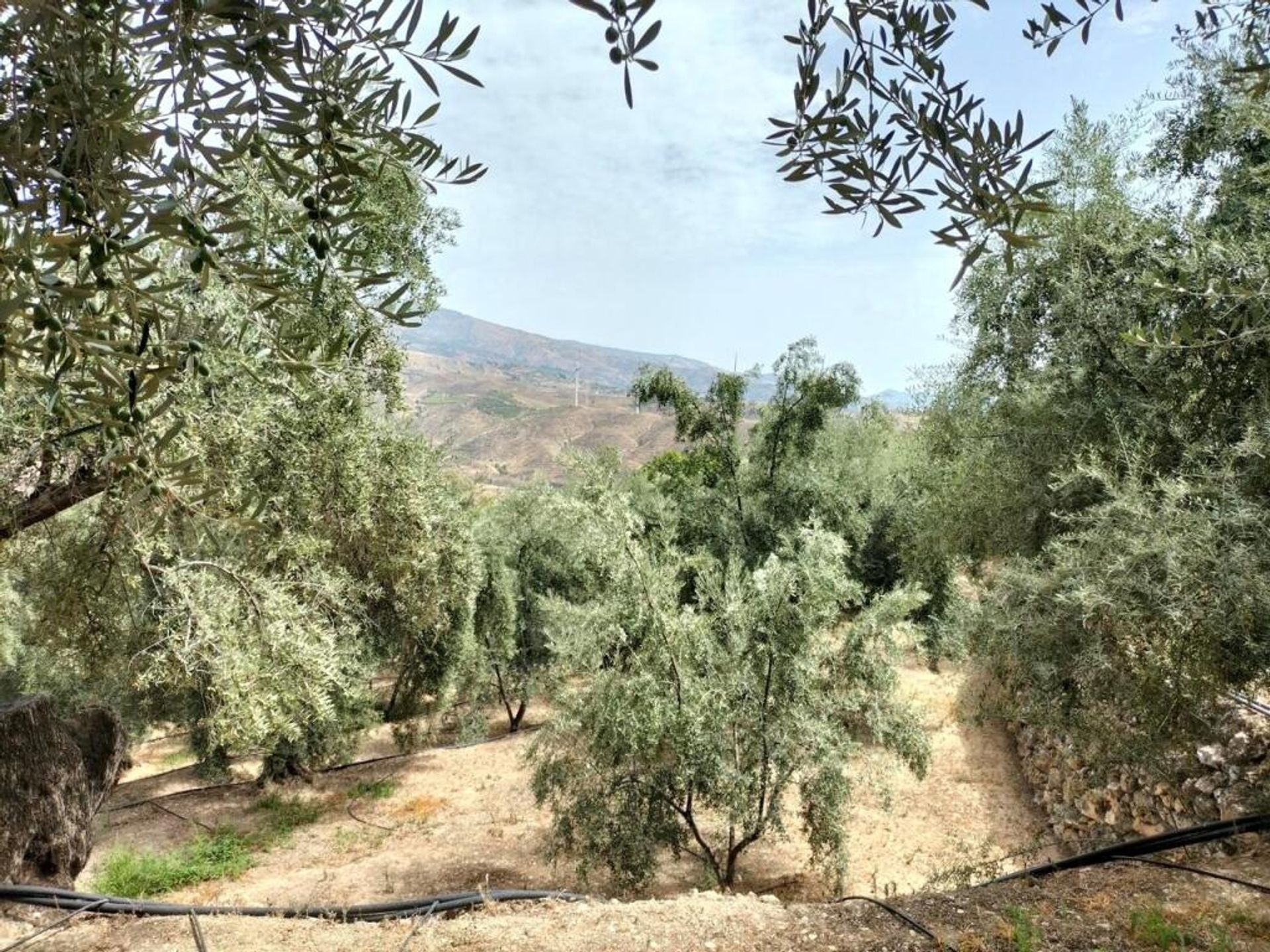 Terre dans Lecrín, Andalucía 11523604