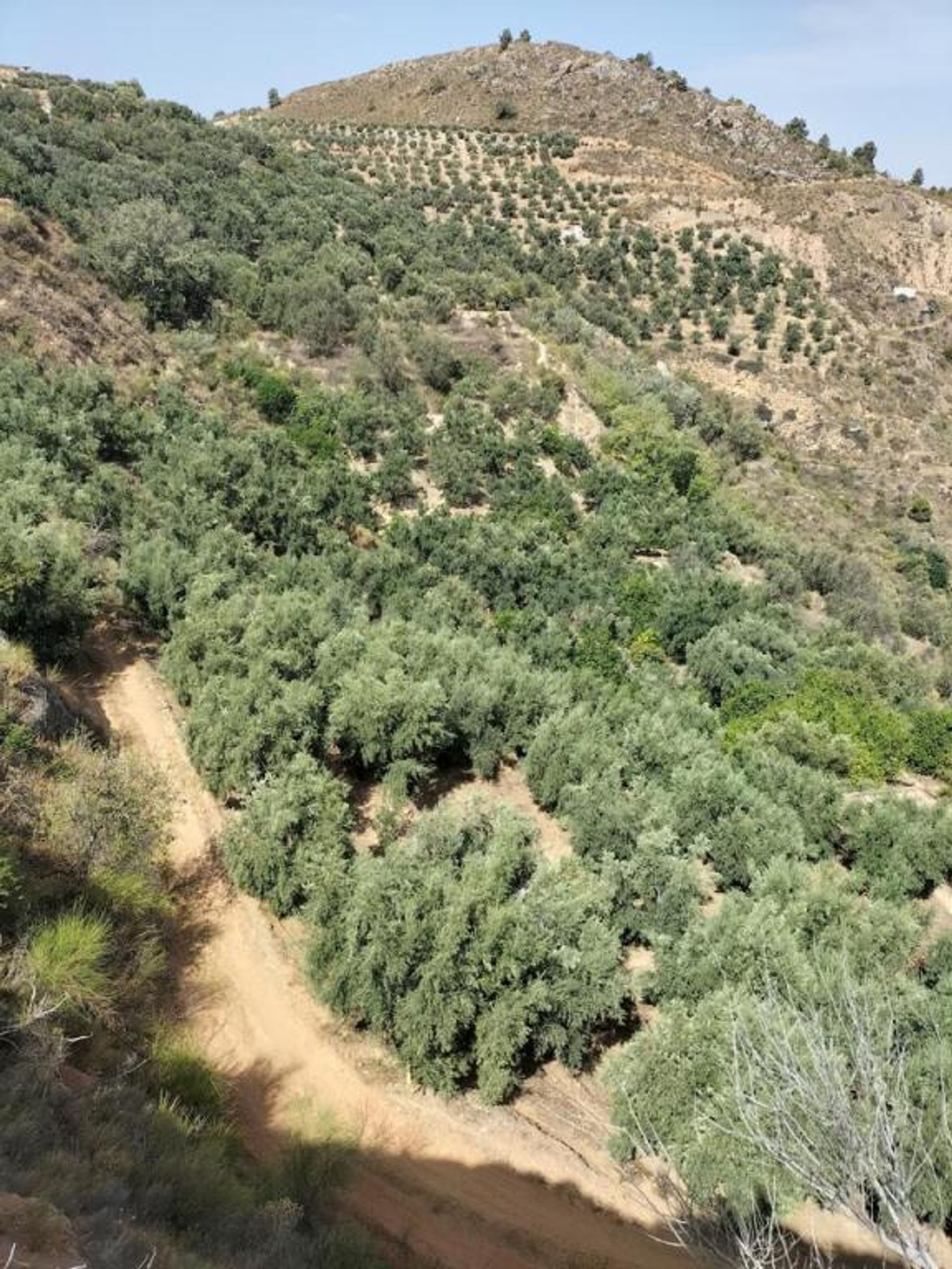 土地 在 Lecrín, Andalucía 11523604