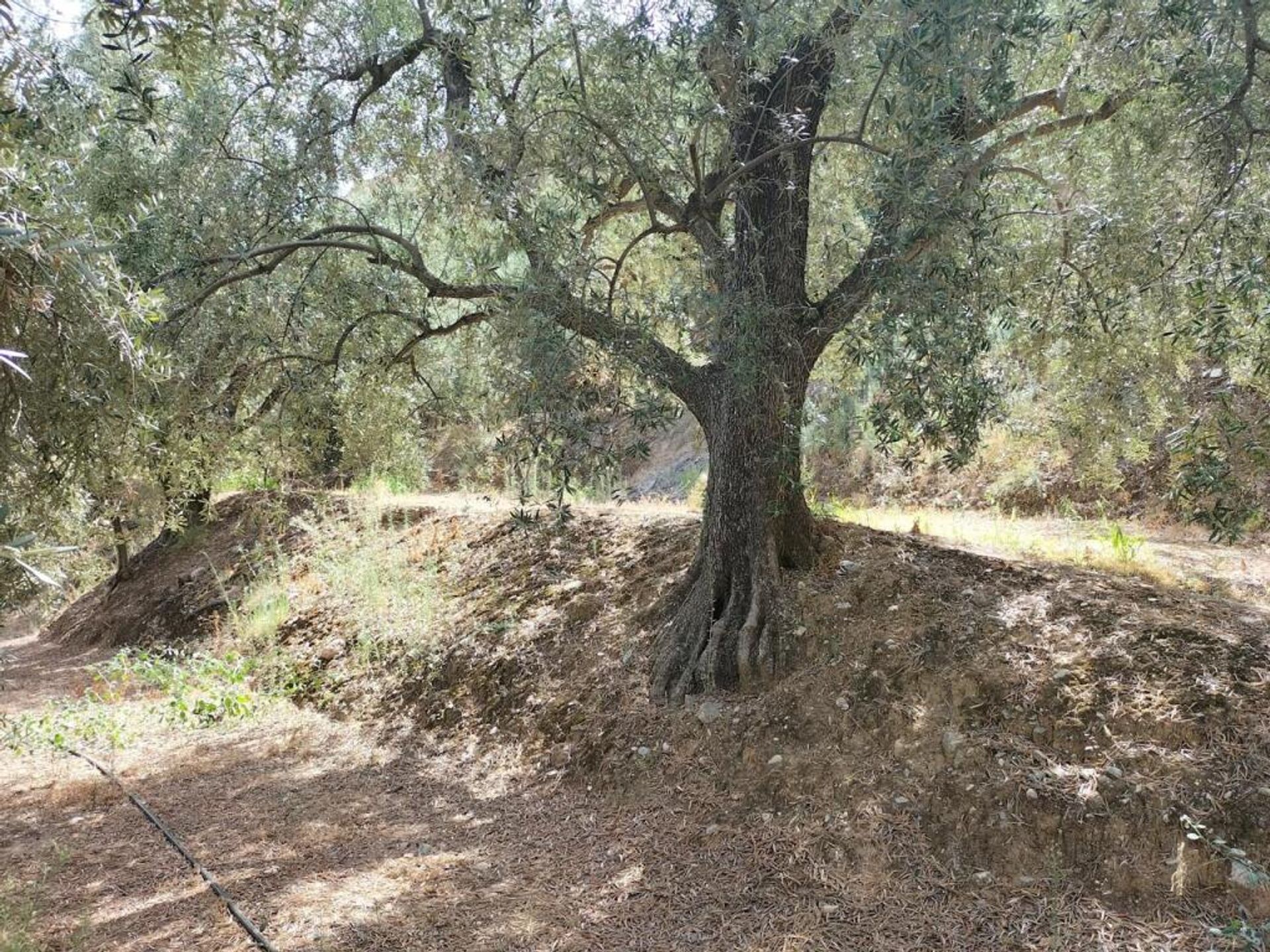 Terre dans Lecrín, Andalucía 11523604