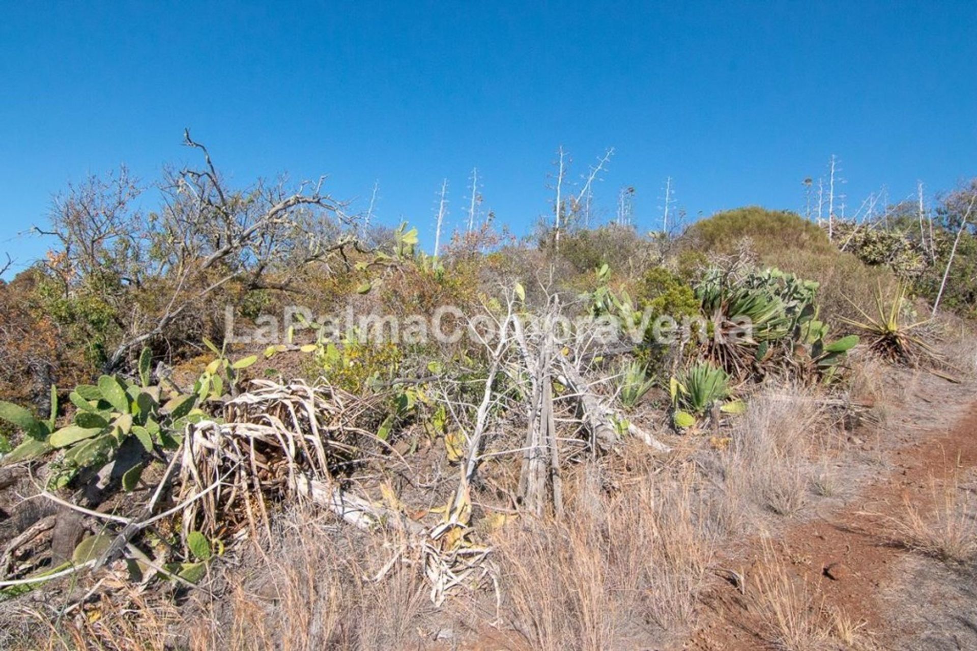 Tanah dalam Puntagorda, Canarias 11523868