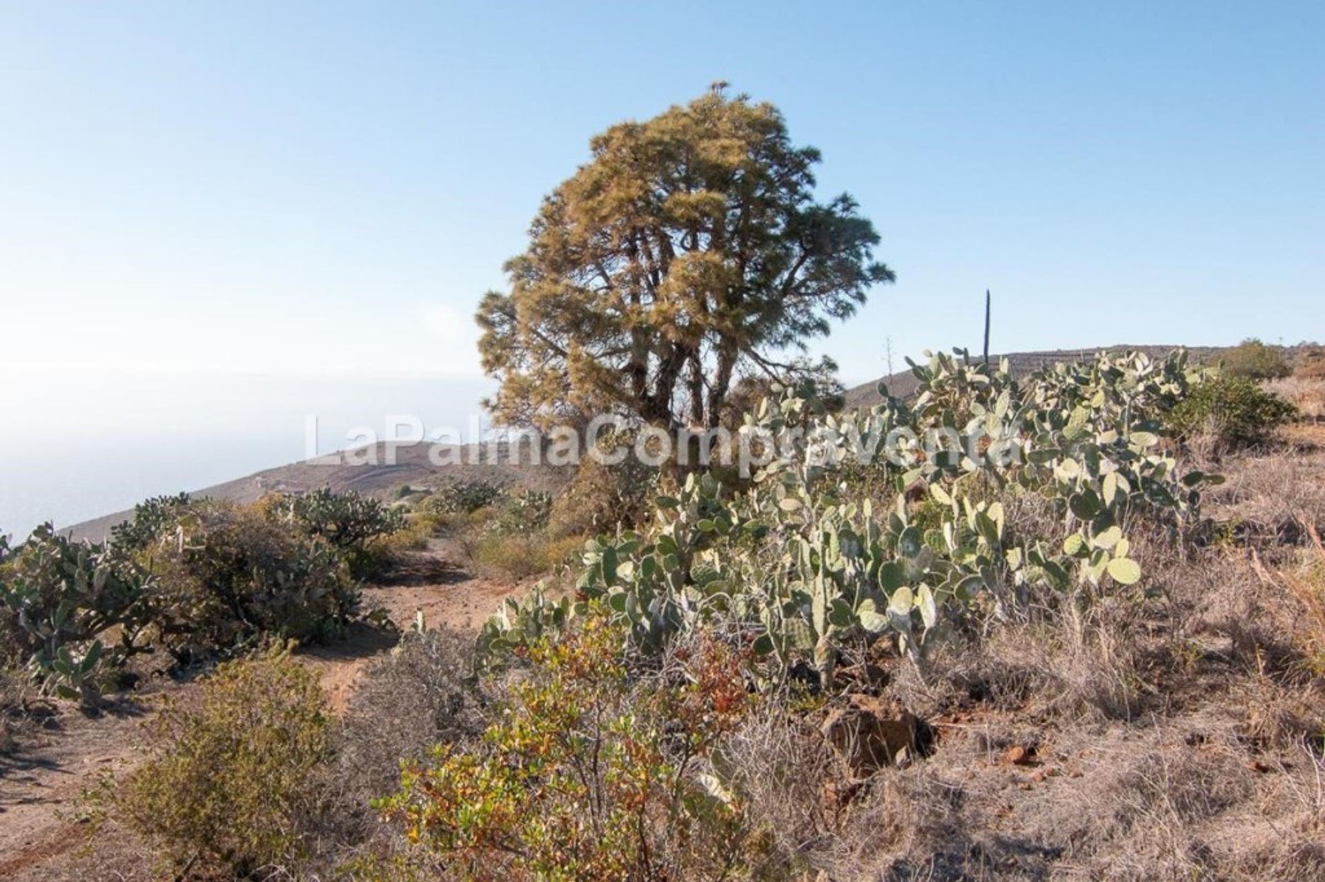 Tanah dalam Puntagorda, Canarias 11523868