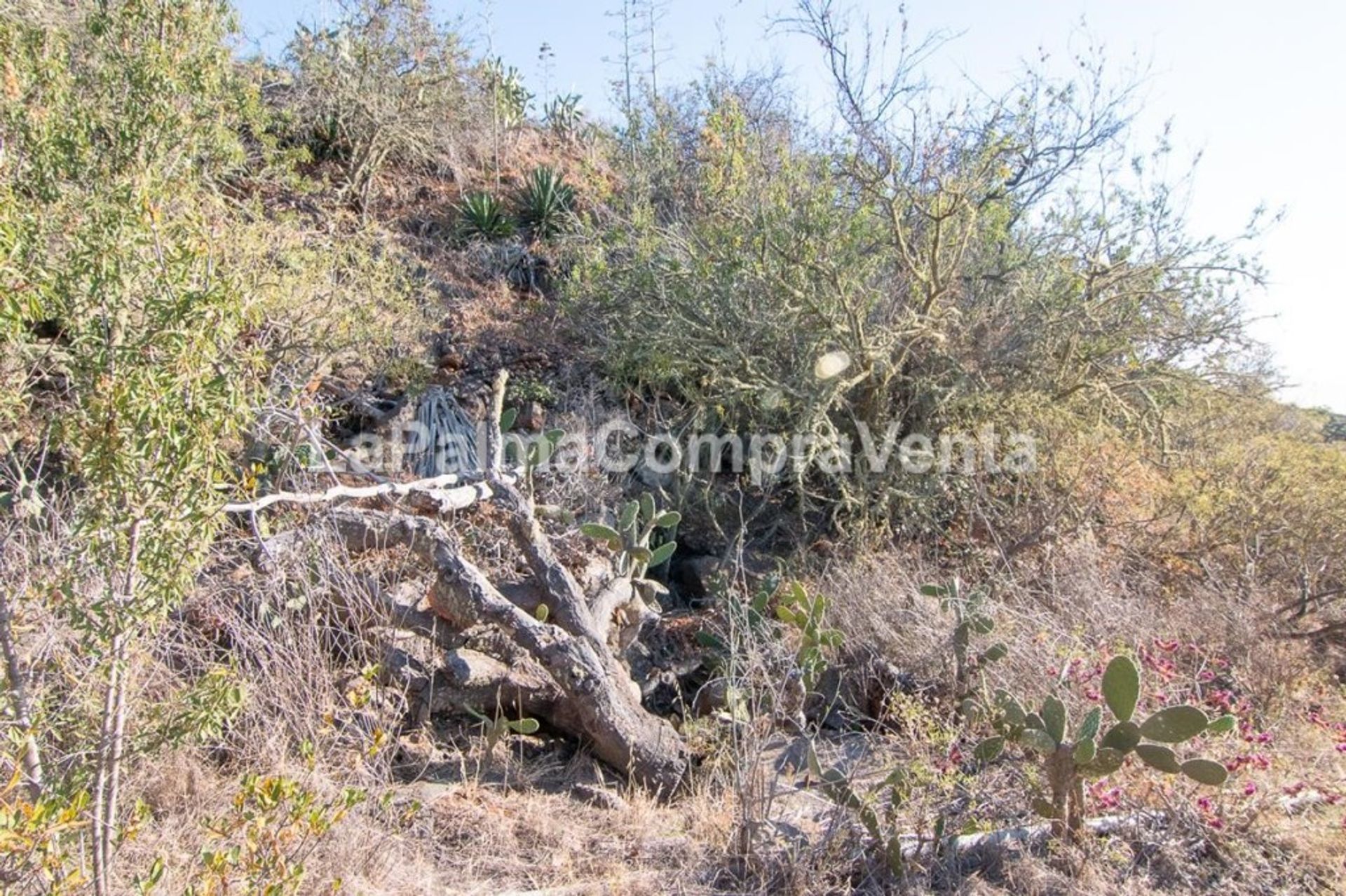 Tanah di Puntagorda, Canary Islands 11523868