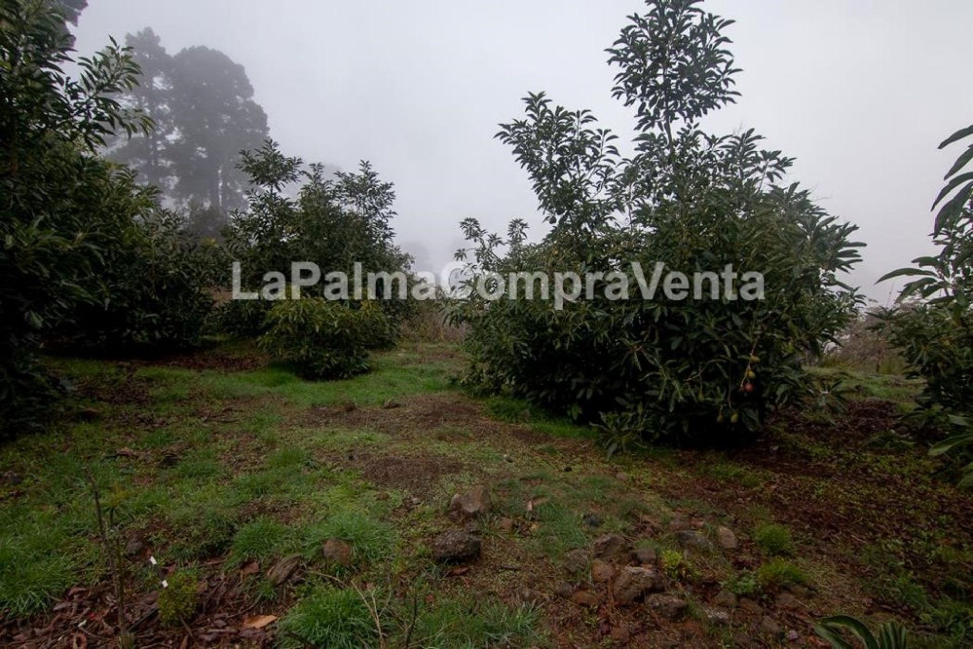 土地 在 Roque del Faro, Canarias 11523875