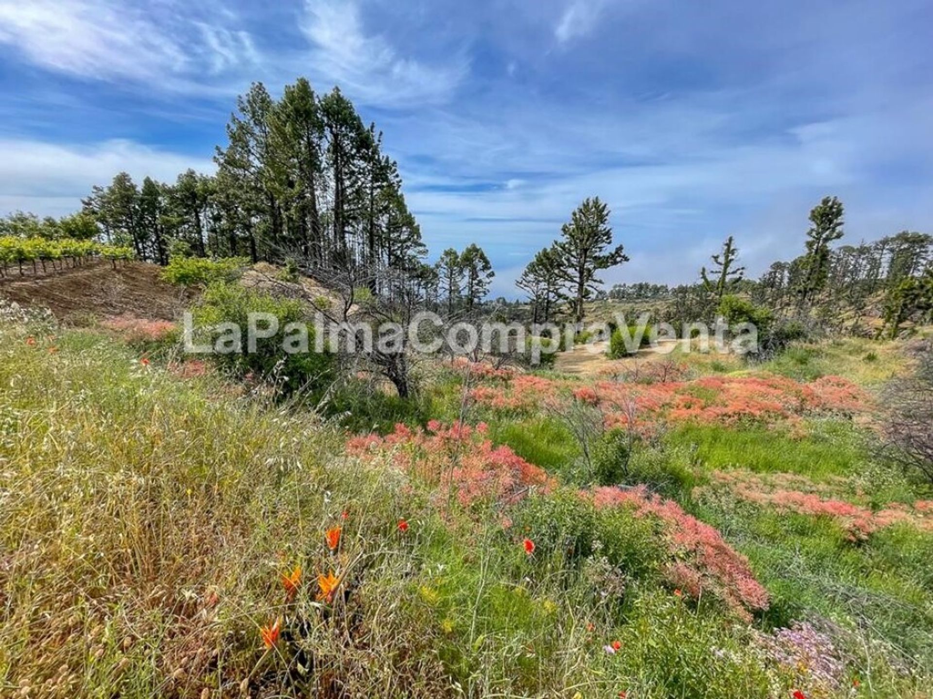 土地 在 , Canarias 11523887