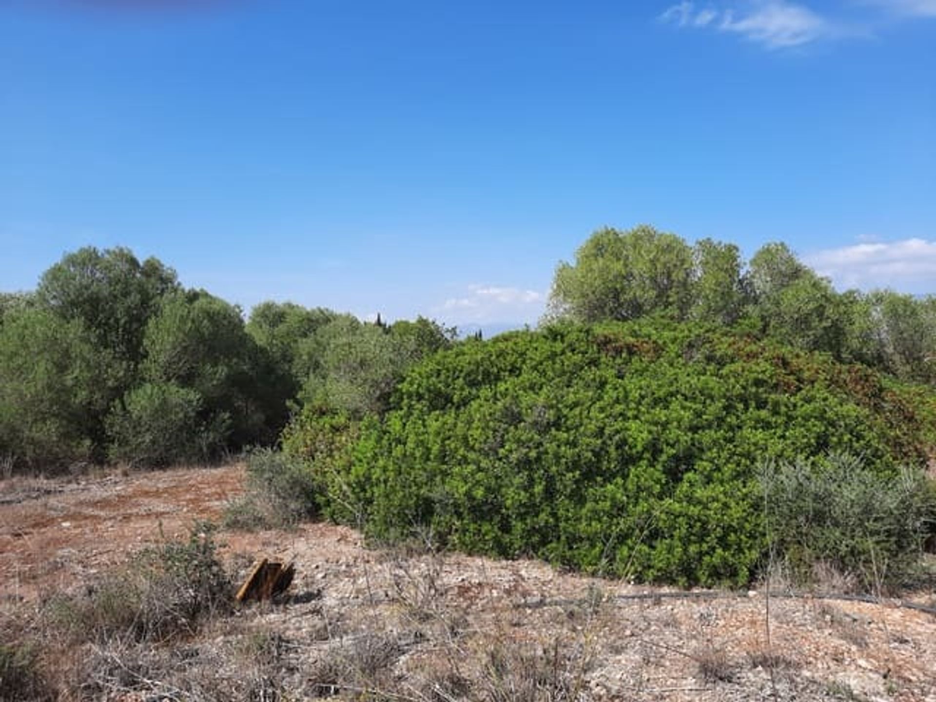 Tanah di La Puebla, Pulau Balearic 11526466