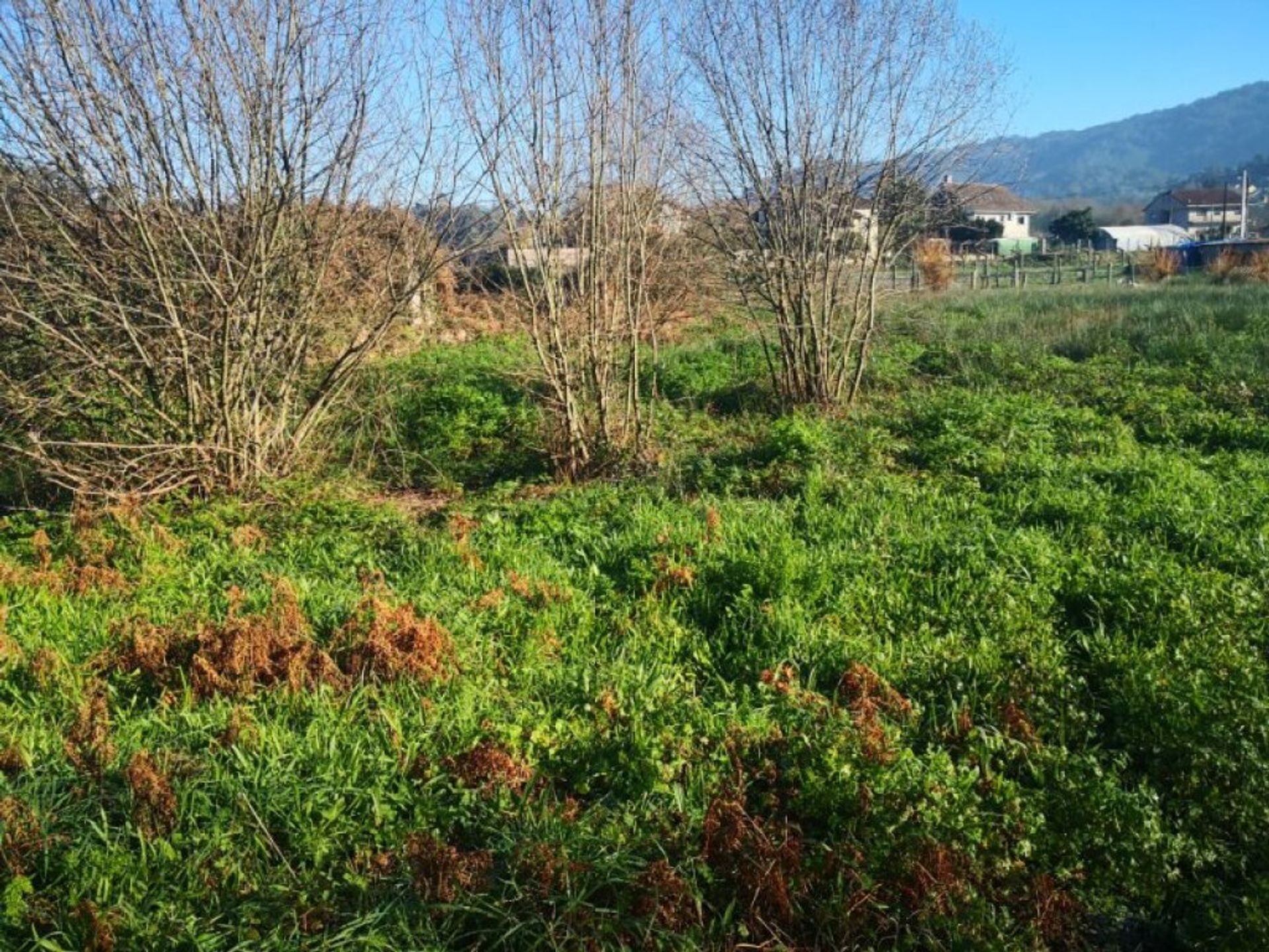 Terra no Porriño, Galicia 11526810