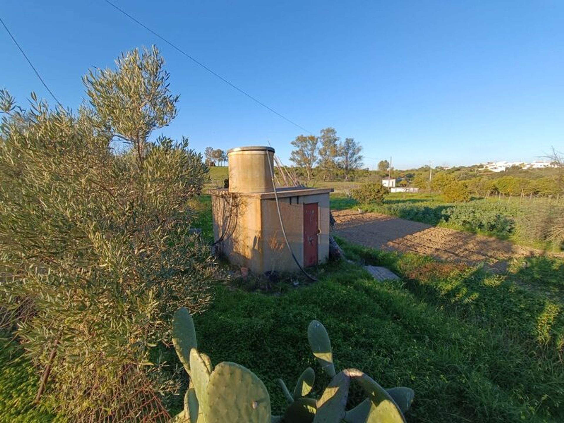 Tierra en azinhal, Faraón 11527016