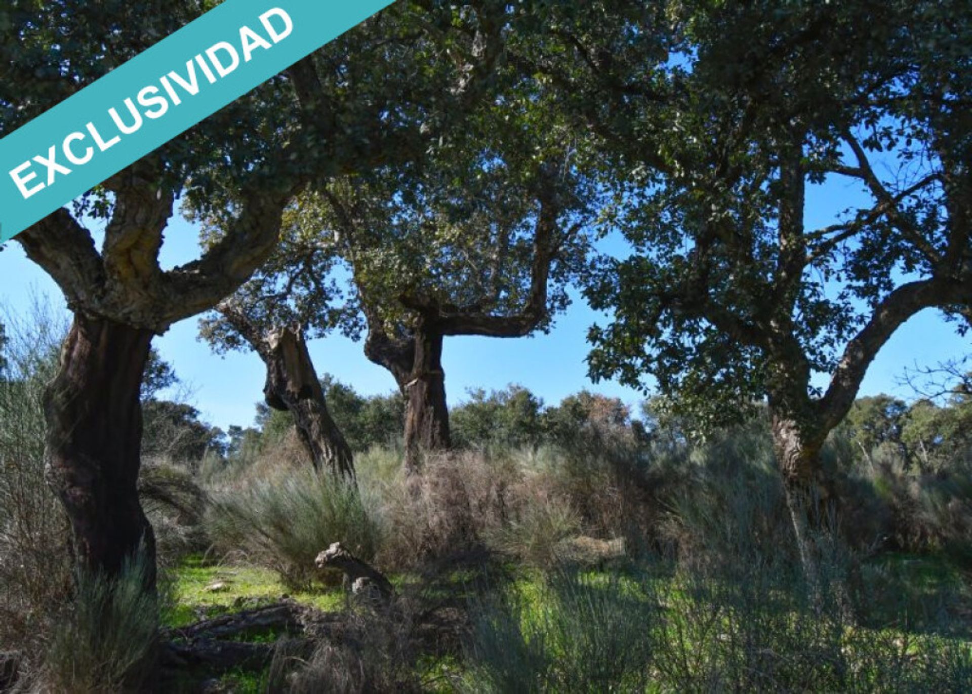 Tanah dalam Perales del Puerto, Extremadura 11528892