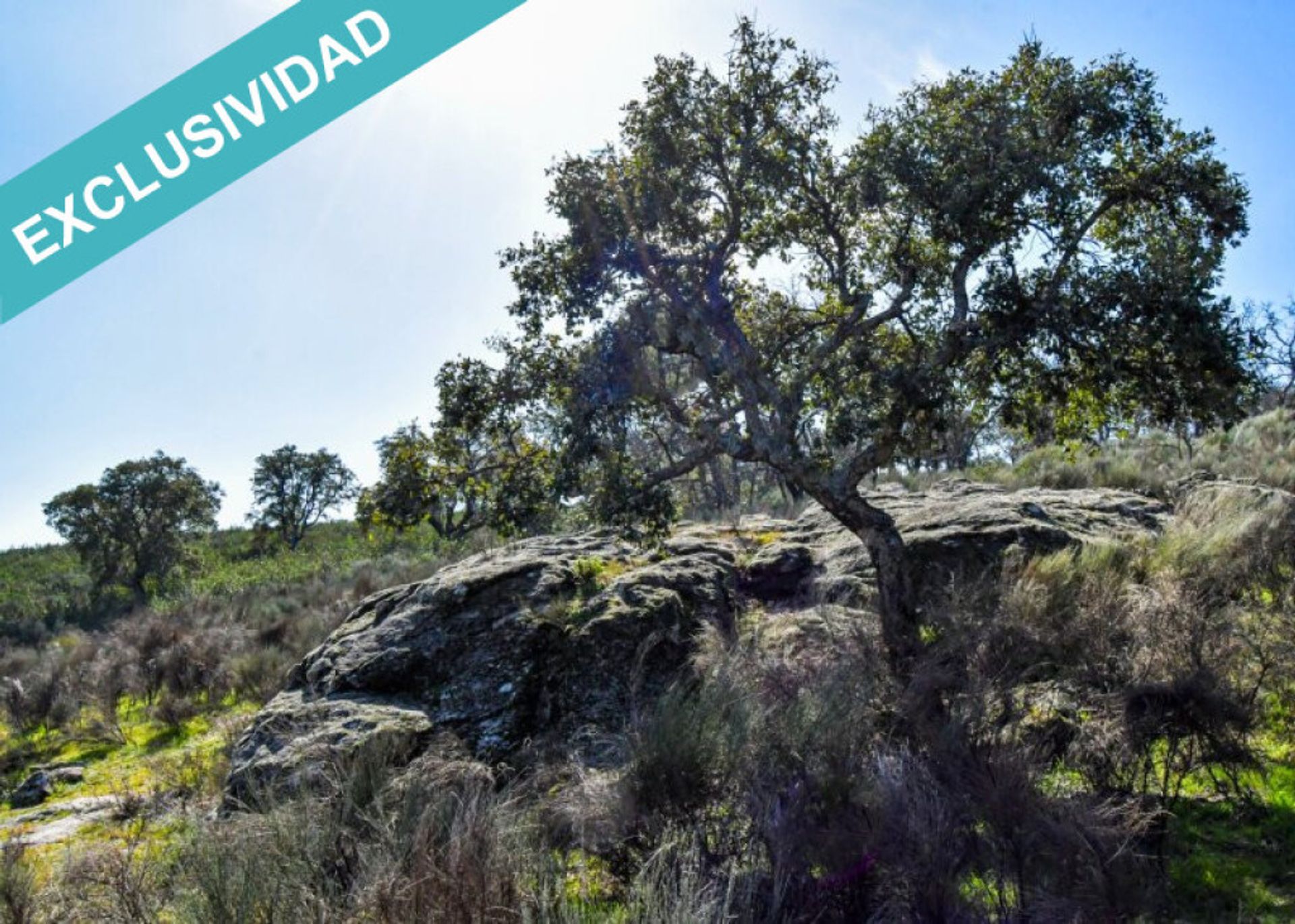 Land i Perales del Puerto, Extremadura 11528892