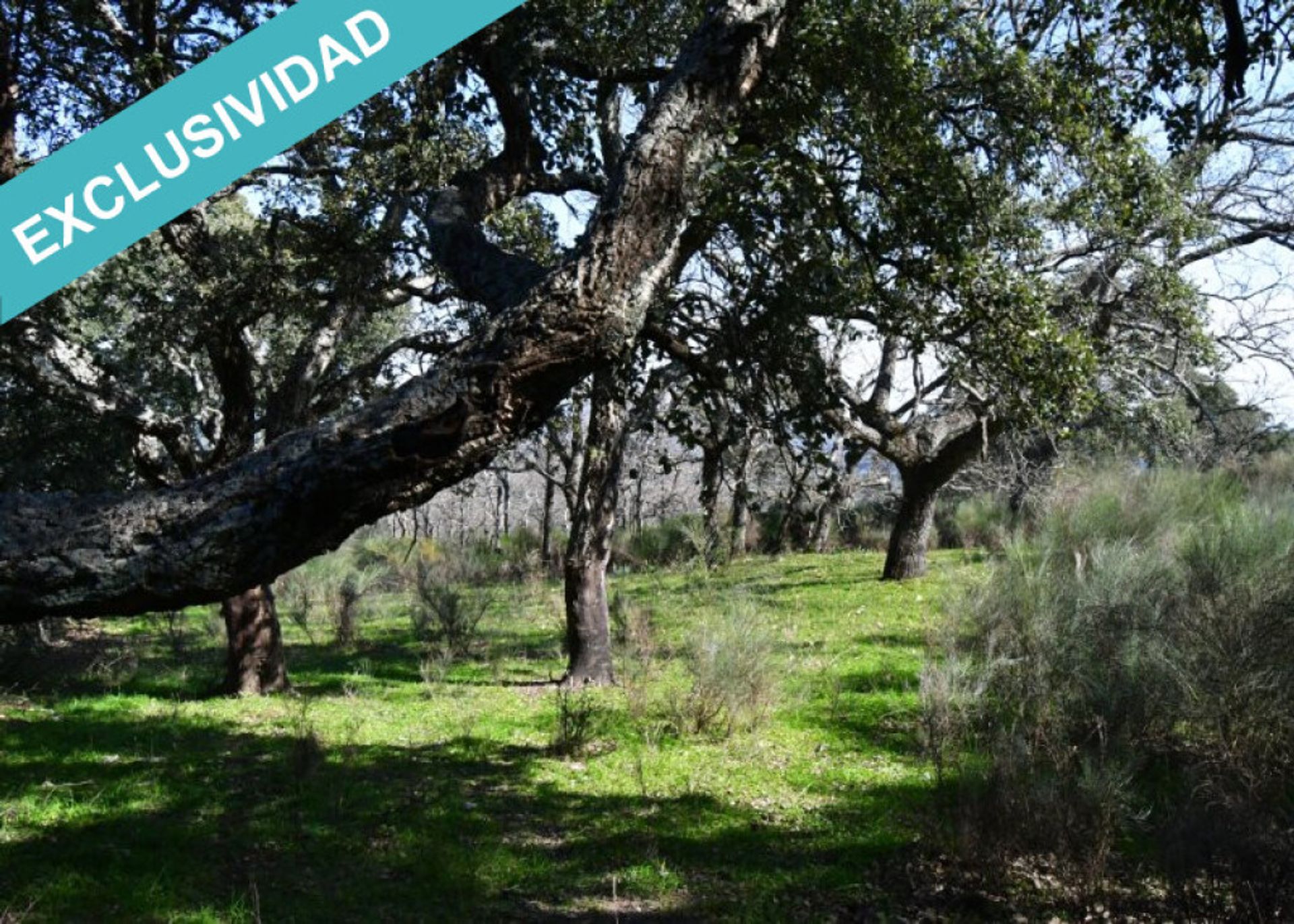 Tierra en Perales del Puerto, Extremadura 11528892