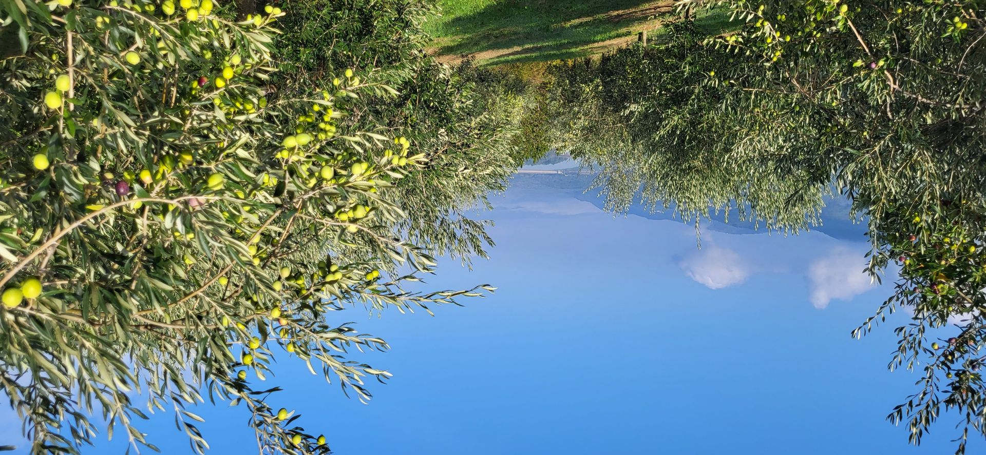 Terre dans Motovun, Istria County 11528981